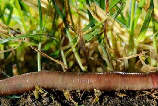 Il Lumbricus terrestris © Heidi & Hans-Jürgen Koch