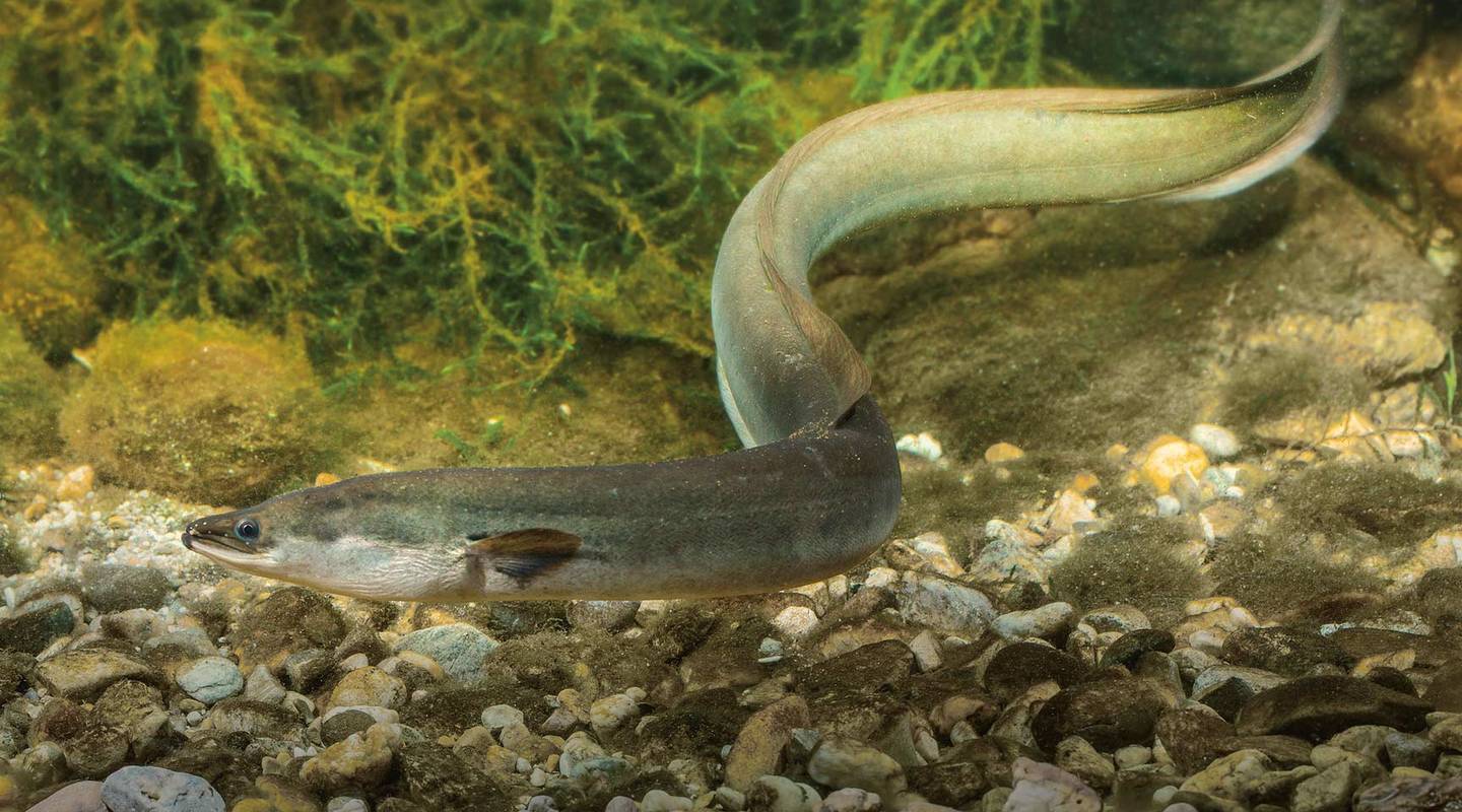 50+ Aale Im Teich, Man weiß, dass aale in regnerischen nächten zu