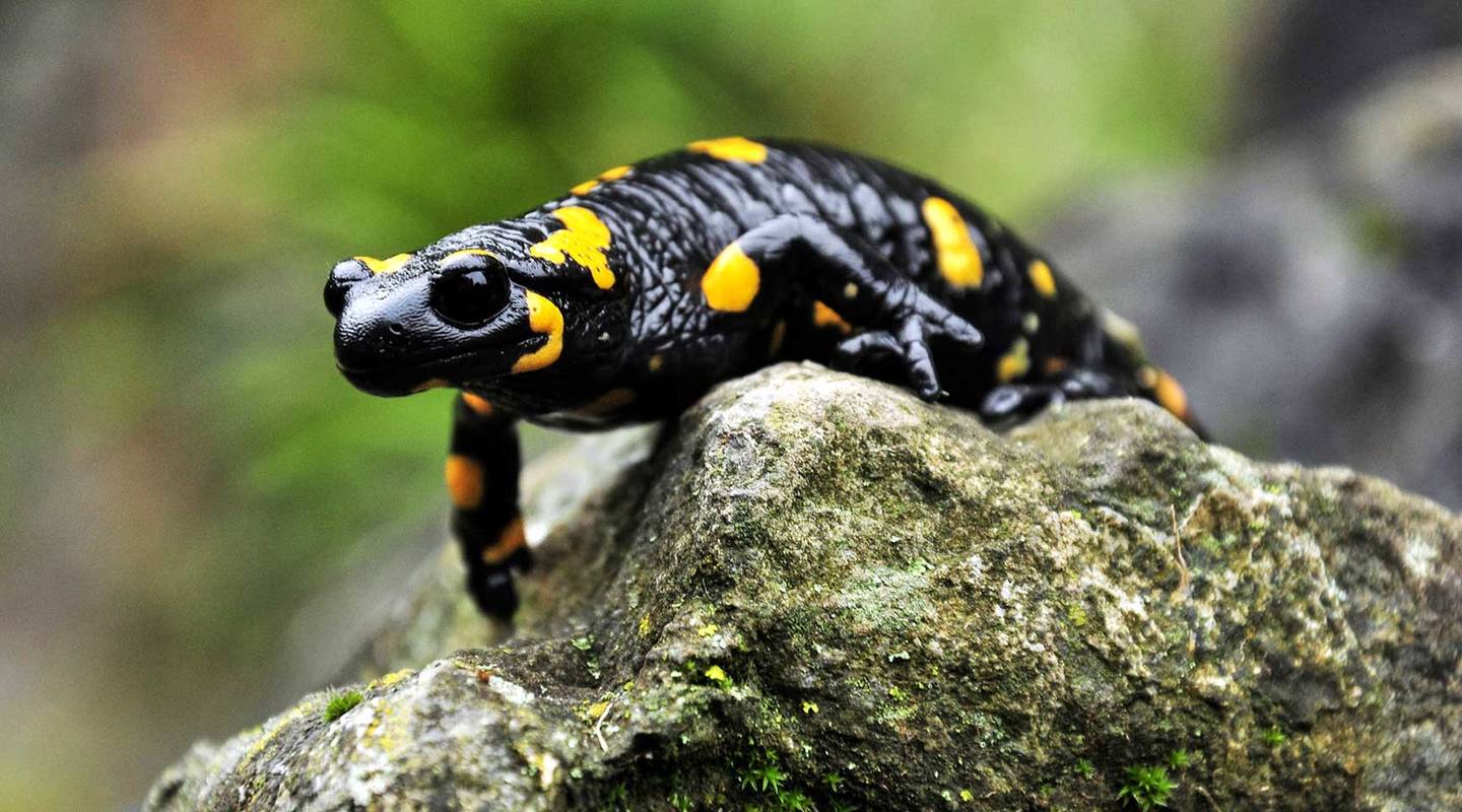 Salamander: Beobachtungen melden | Pro Natura