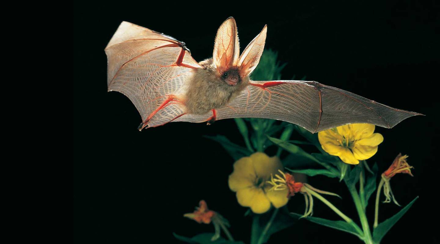 Elle Ressemble à Une Souris à Grandes Oreilles Animal de l'année 2012: l'oreillard brun | Pro Natura