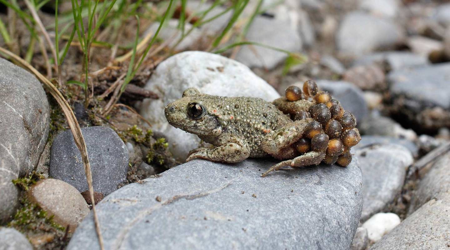 Animale dell’anno 2013: il rospo ostetrico | Pro Natura