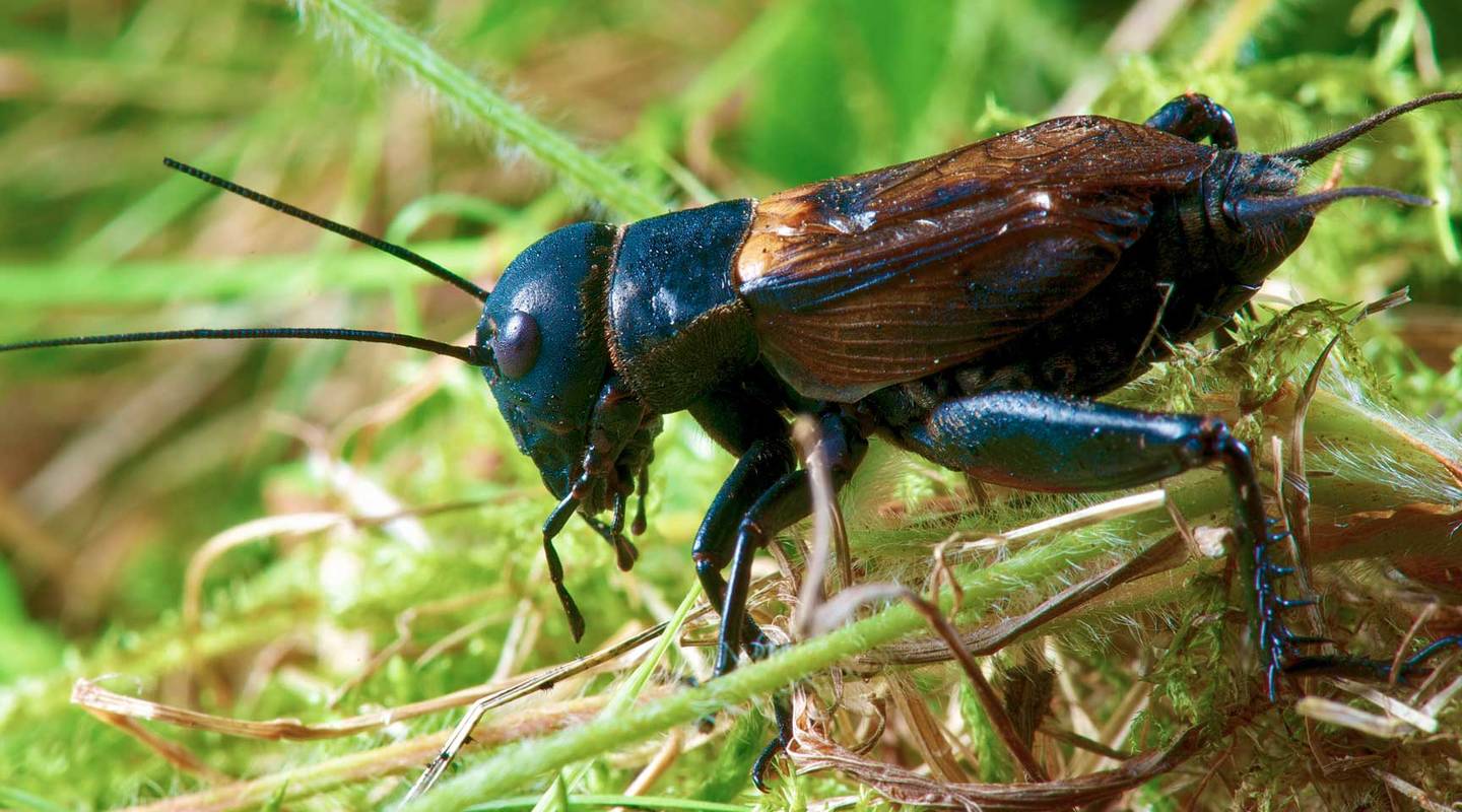 tier des jahres 2014 die feldgrille pro natura