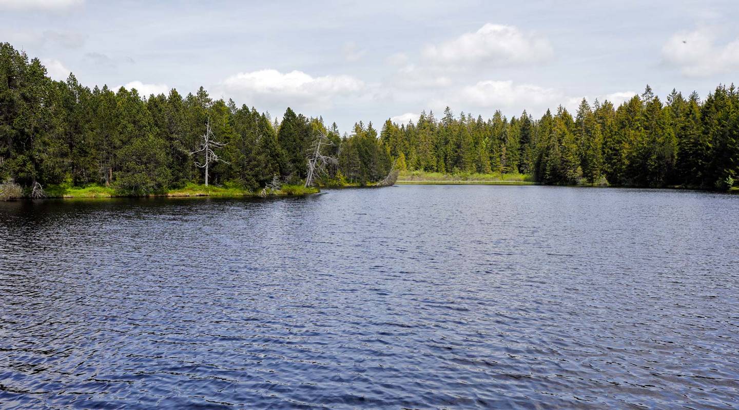 Naturschutzgebiet Etang de la Gruère (JU) | Pro Natura