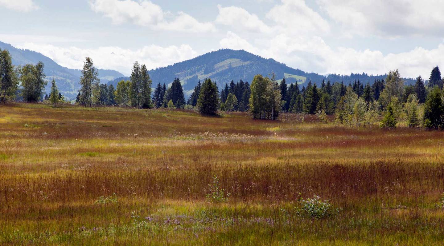 Naturschutzgebiet Moorebene Rothenthurm (SZ) Pro Natura