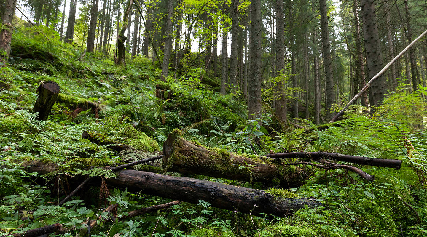 La Foret Un Milieu Naturel Tres Sollicite Pro Natura
