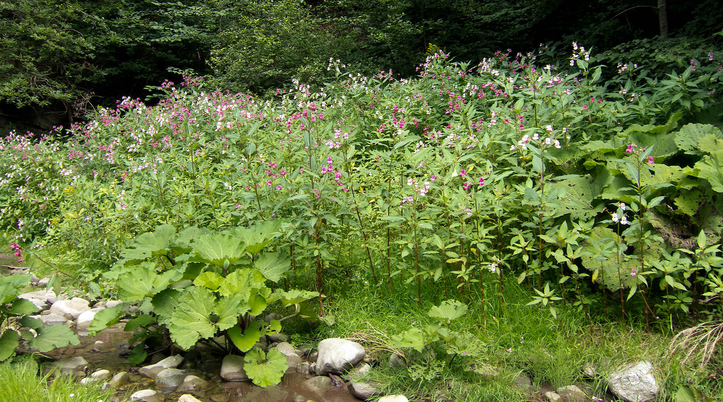 Especes Exotiques Envahissantes Pro Natura