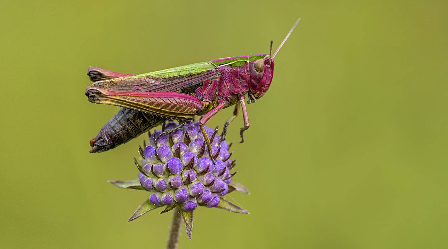 Die Welt der Insekten – so schön, so nah | Pro Natura