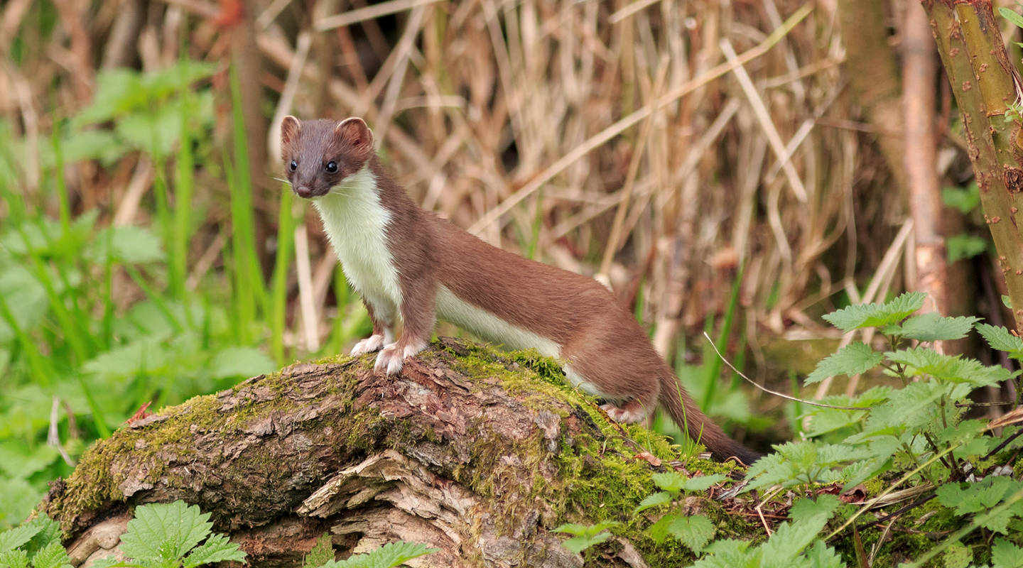 neue heimat fur zauneidechse hermelin und mauswiesel pro natura