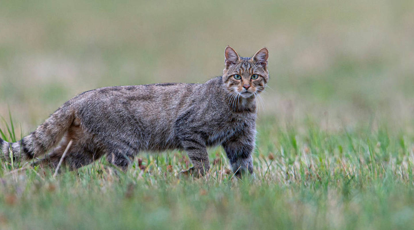 Le Chat Sauvage Est L Animal De L Annee Pro Natura