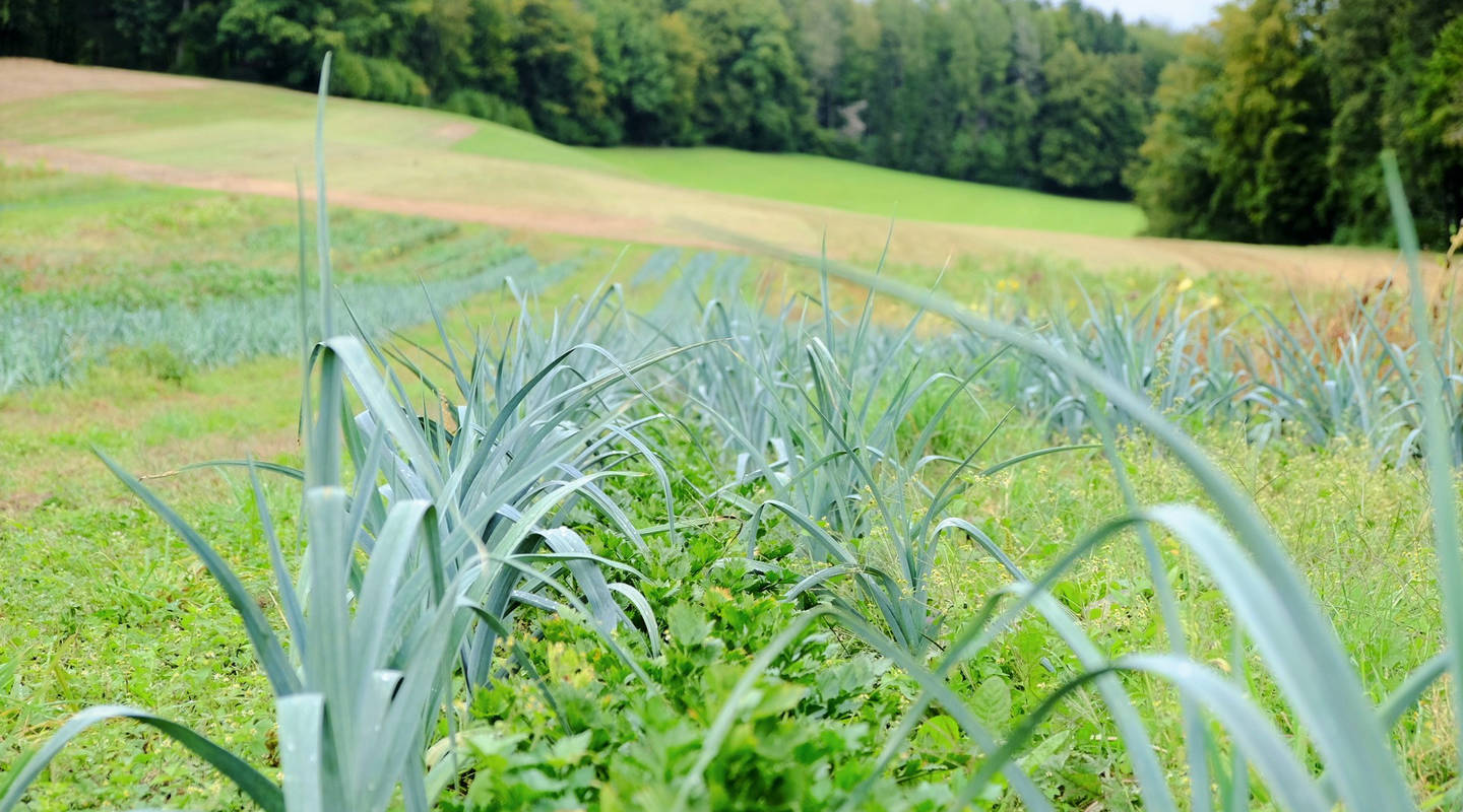 Mit ökologischer Landwirtschaft in eine Ernährung mit