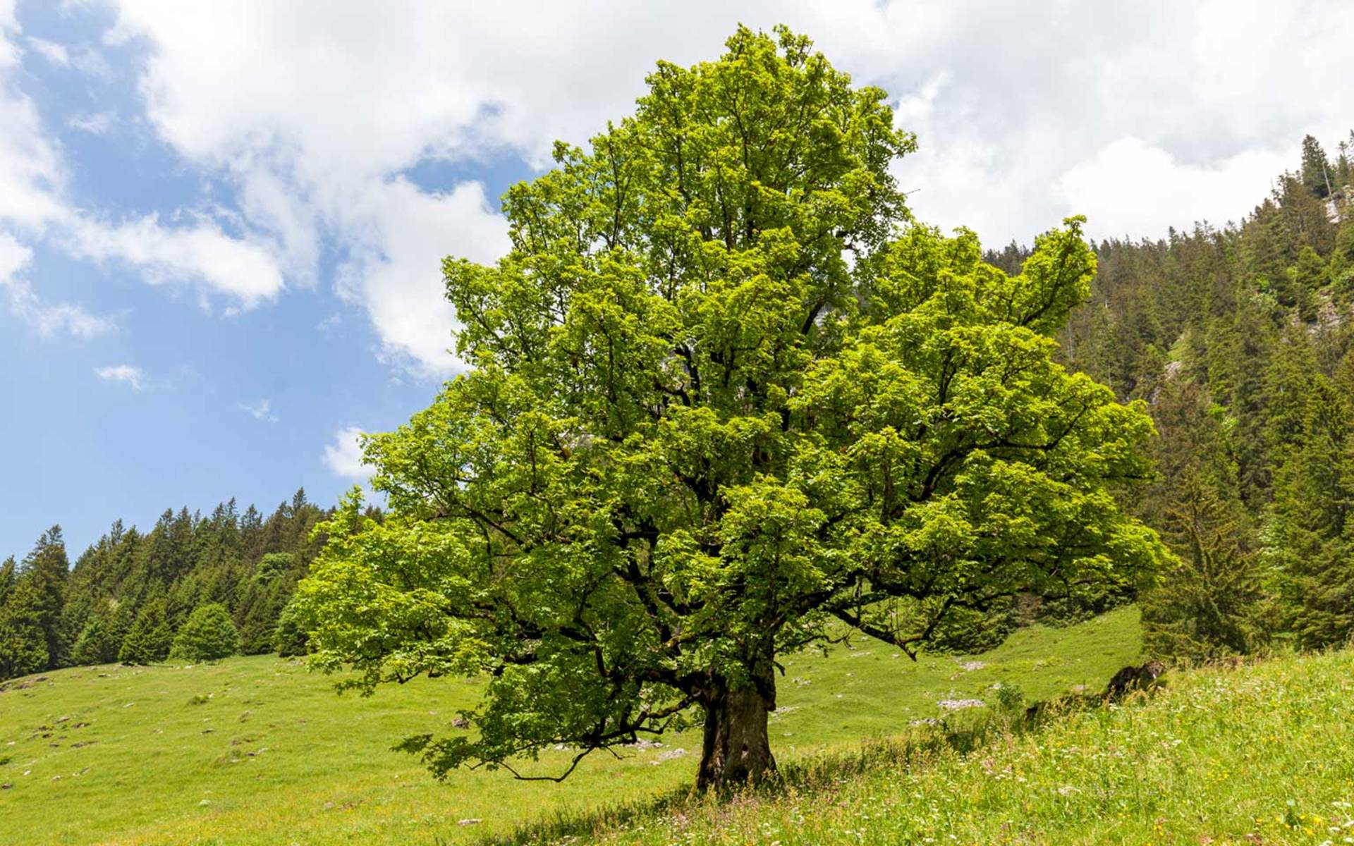 Érable sycomore à Innereriz