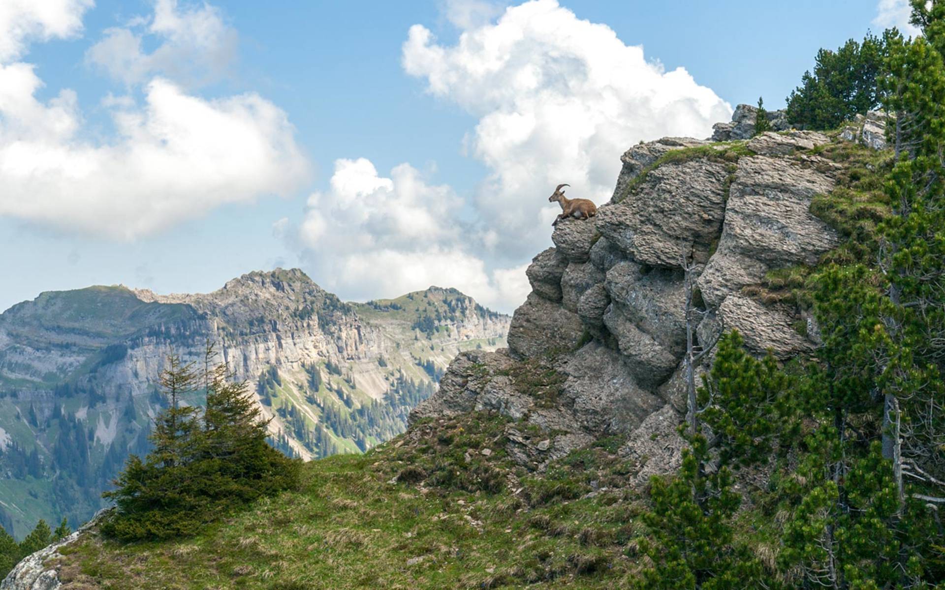 Un bouquetin sur le Niederhorn dans le canton de Berne © Matthias Sorg