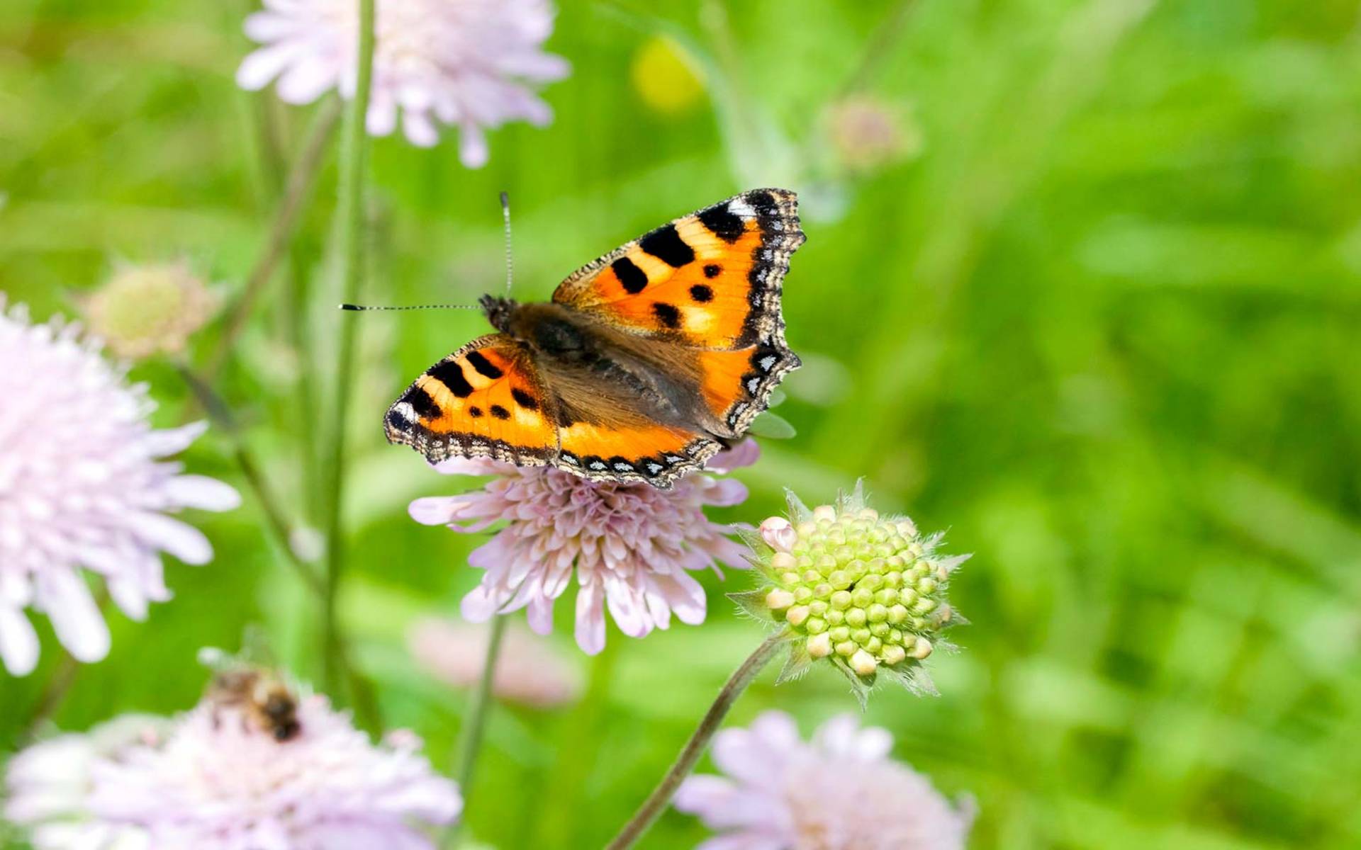 Schmetterlinge Fordern Im Garten Und Auf Dem Balkon Pro Natura