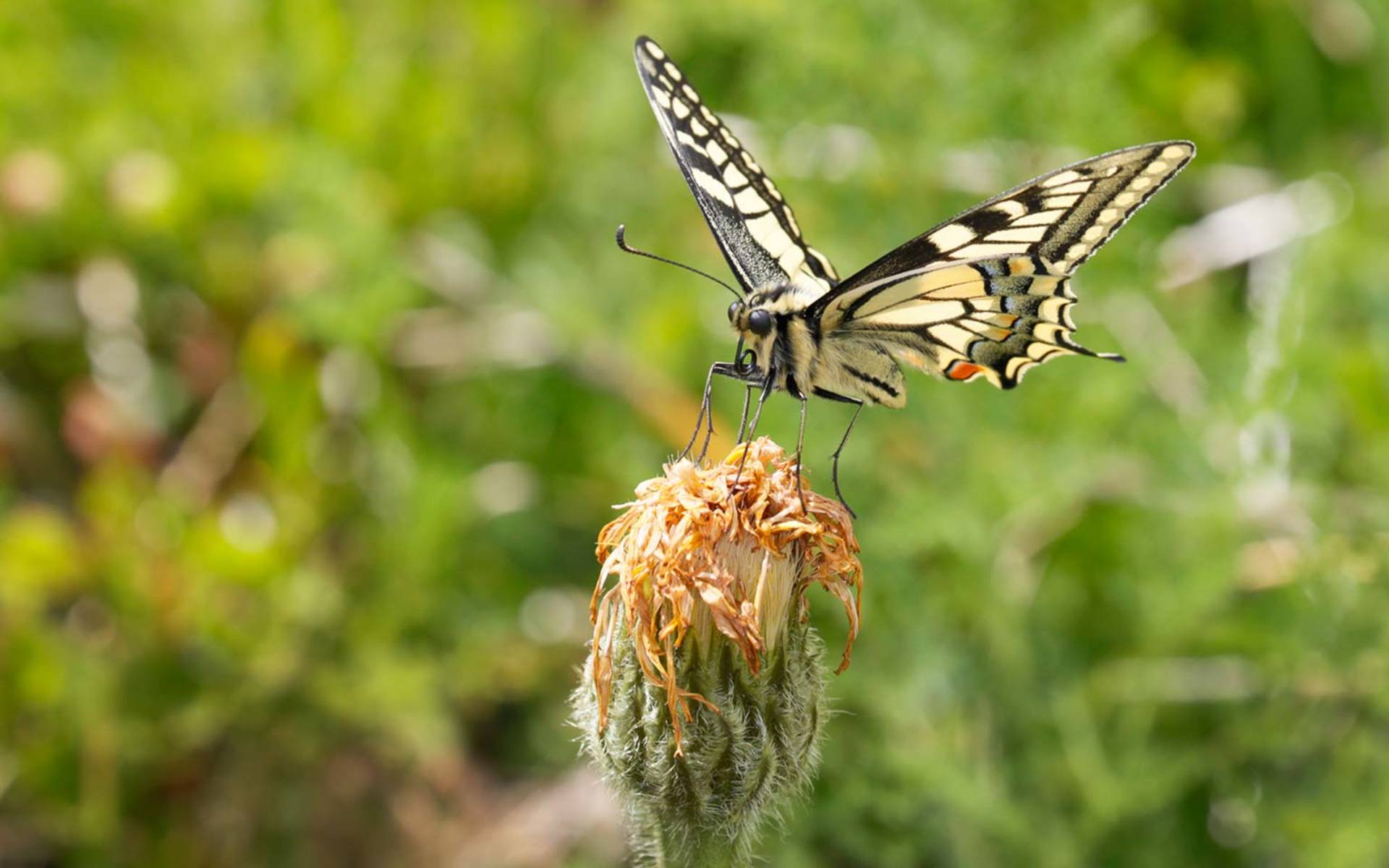 Un machaon sur un pissenlit dans une prairie fleurie