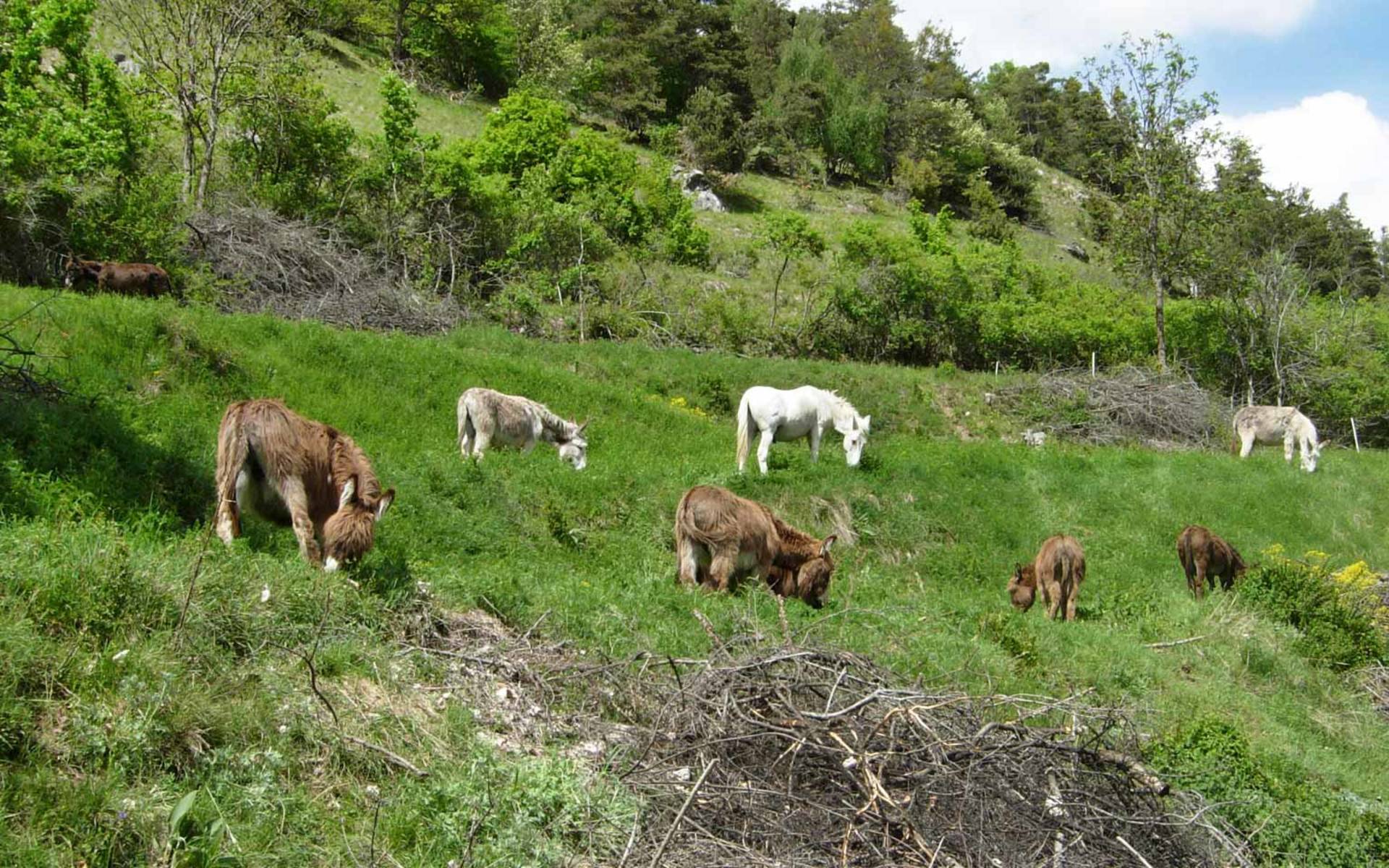 Beweidung mit Eseln in Chalais © Wolfgang Bischoff