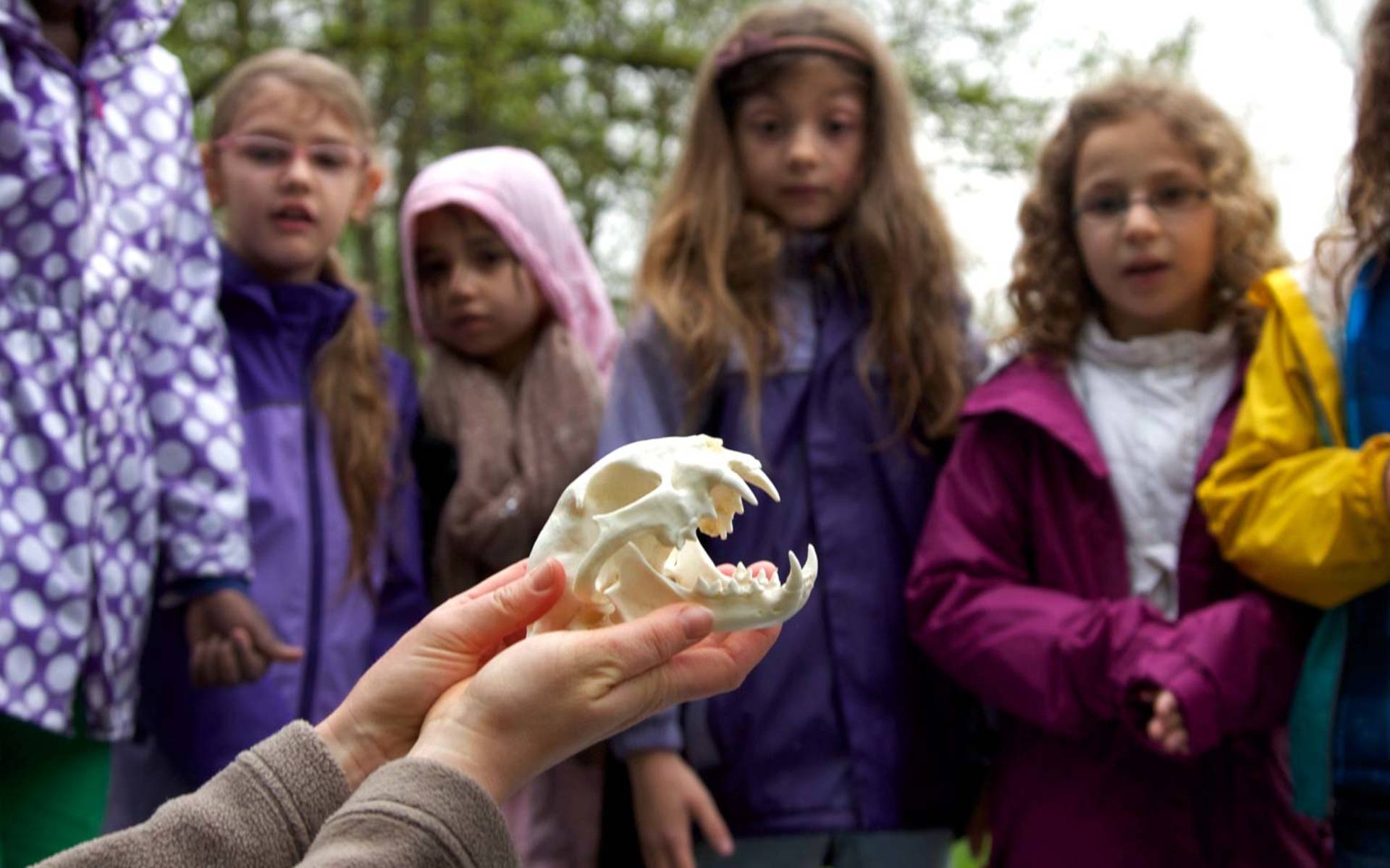 Des enfants découvrent la mâchoire d'un prédateur © Beat Hauenstein