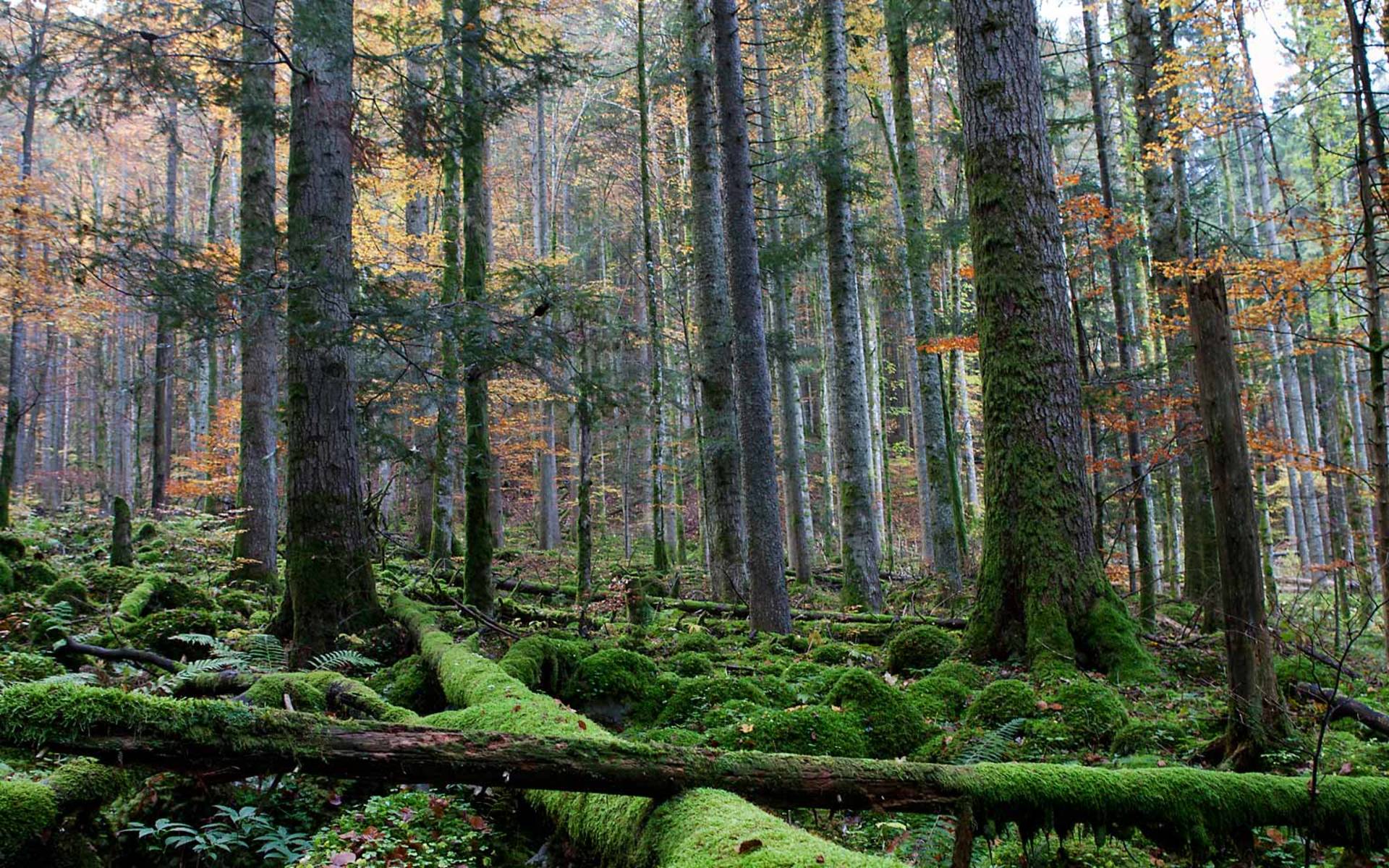 Combe-Grède, eine waldige Karstlandschaft © Christoph Oeschger
