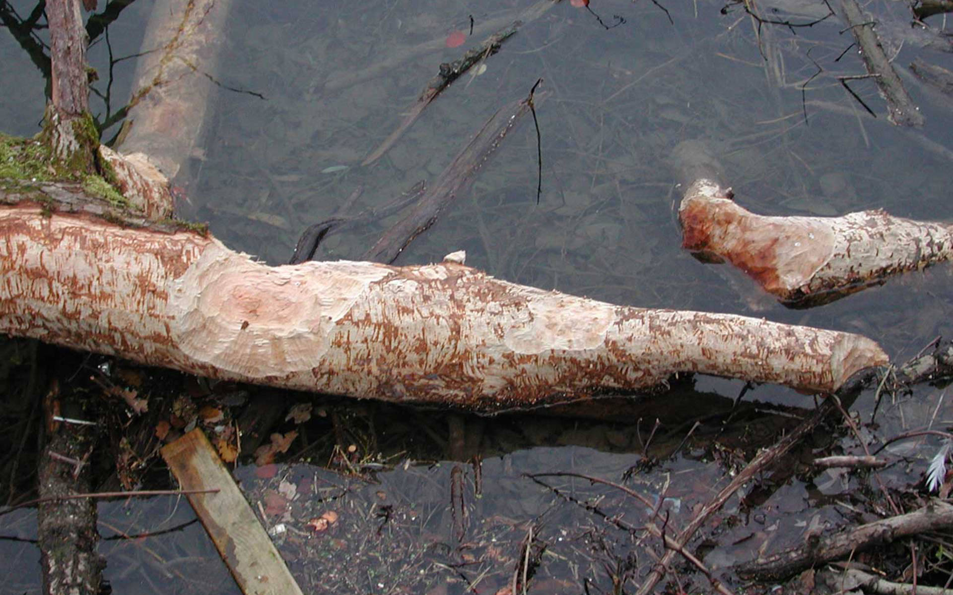 Vom Biber gefällter Baum im Wasser