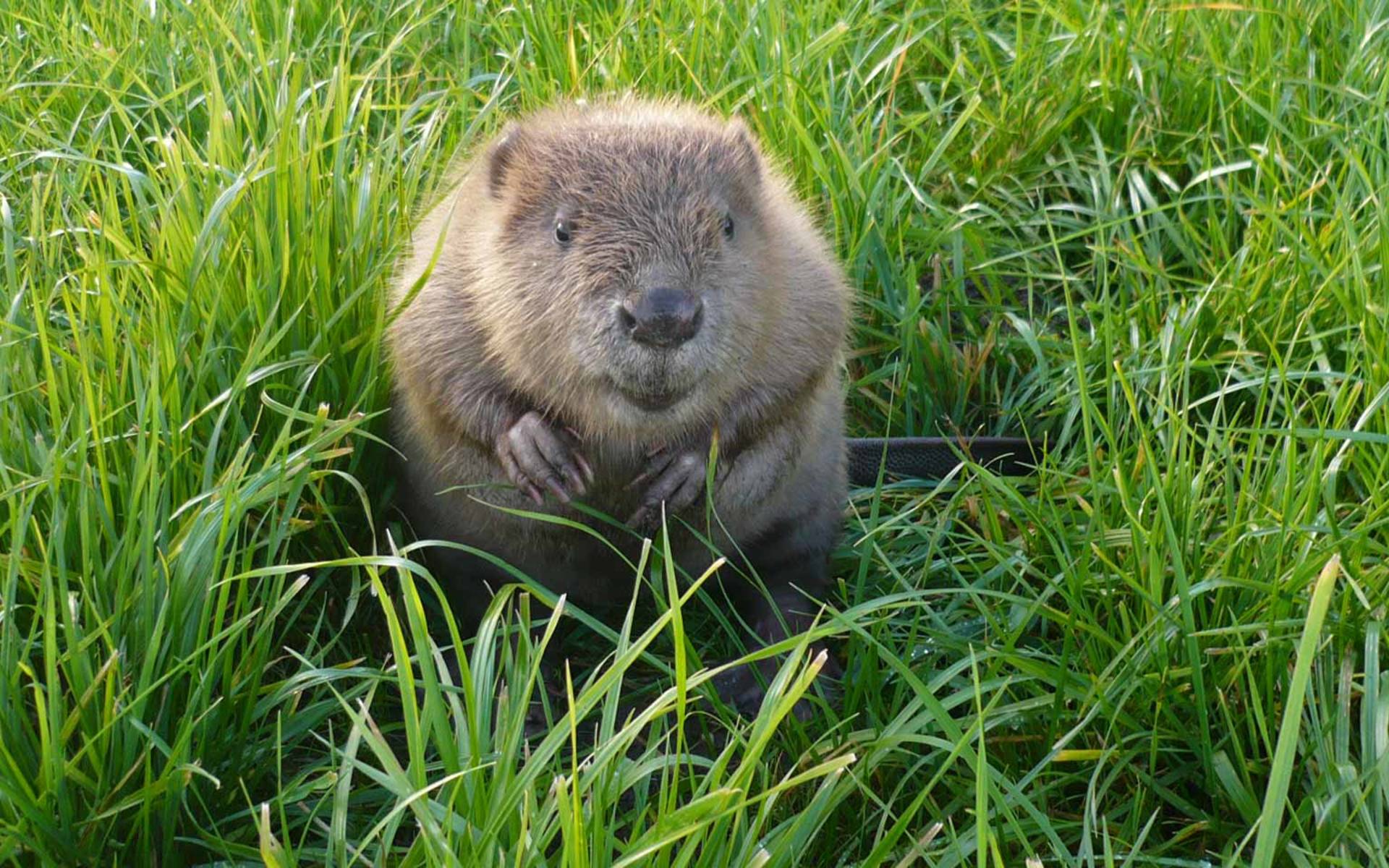 Biber im grünen Gras