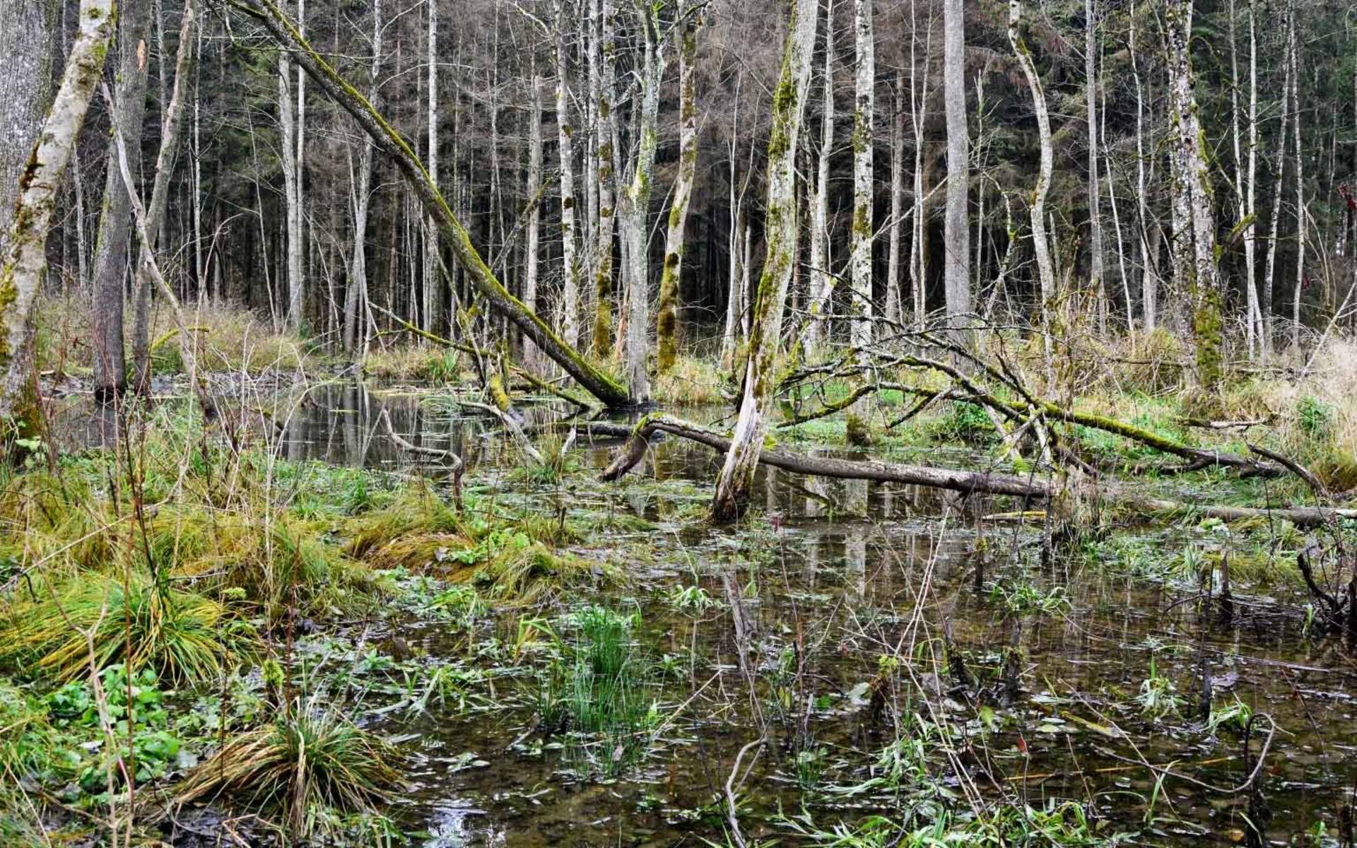 Mystische Landschaft im Biberwald - Bäume im Wasser