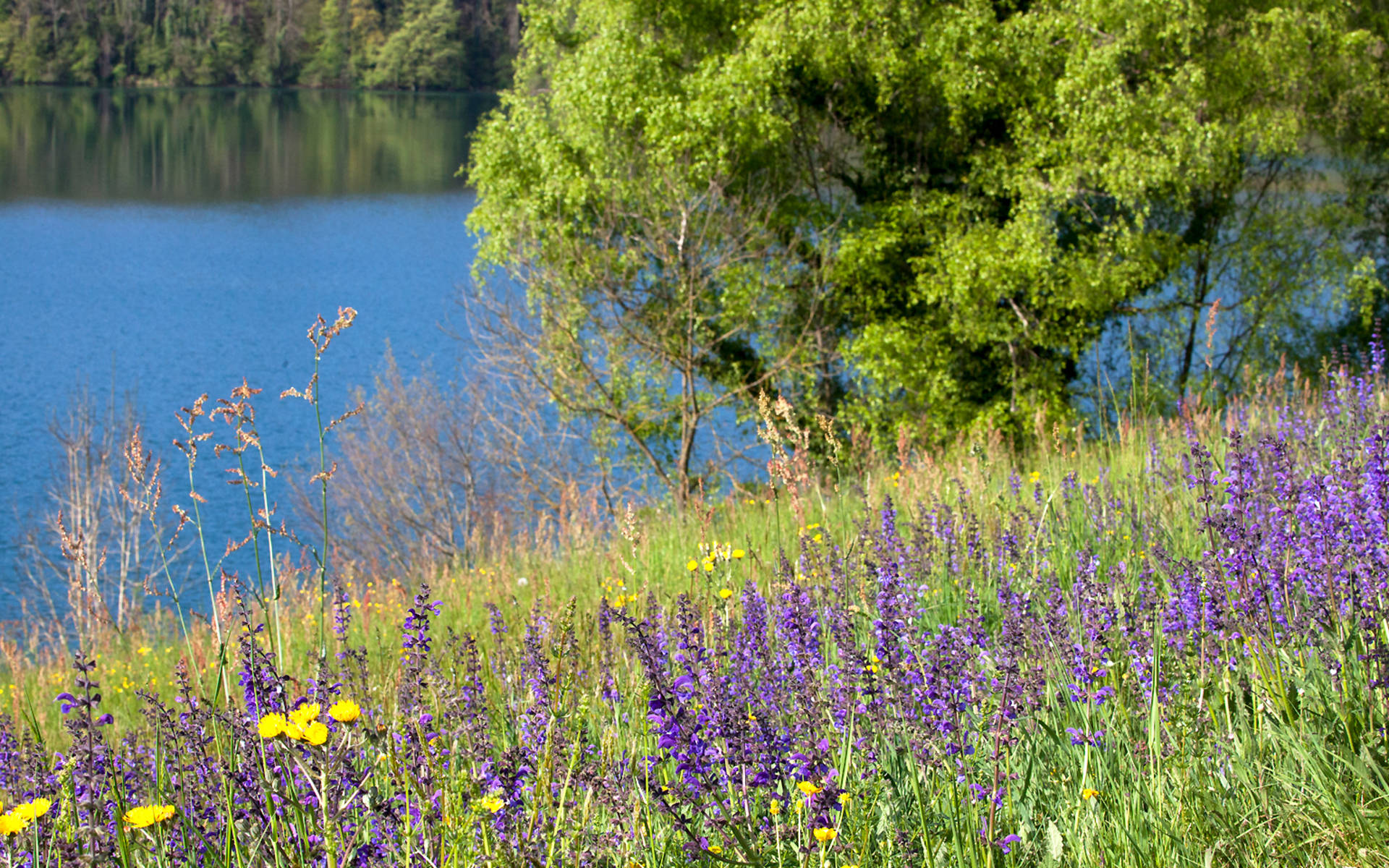Rivière bordée d'arbres, au premier plan une prairie fleurie