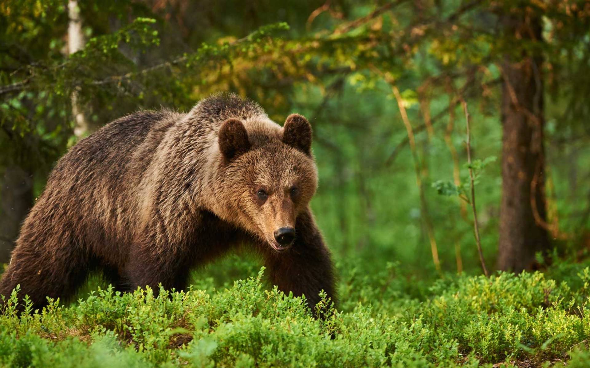 Histoire Du Retour De L Ours En Suisse Pro Natura Histoire Du Retour De L Ours En Suisse Pro Natura
