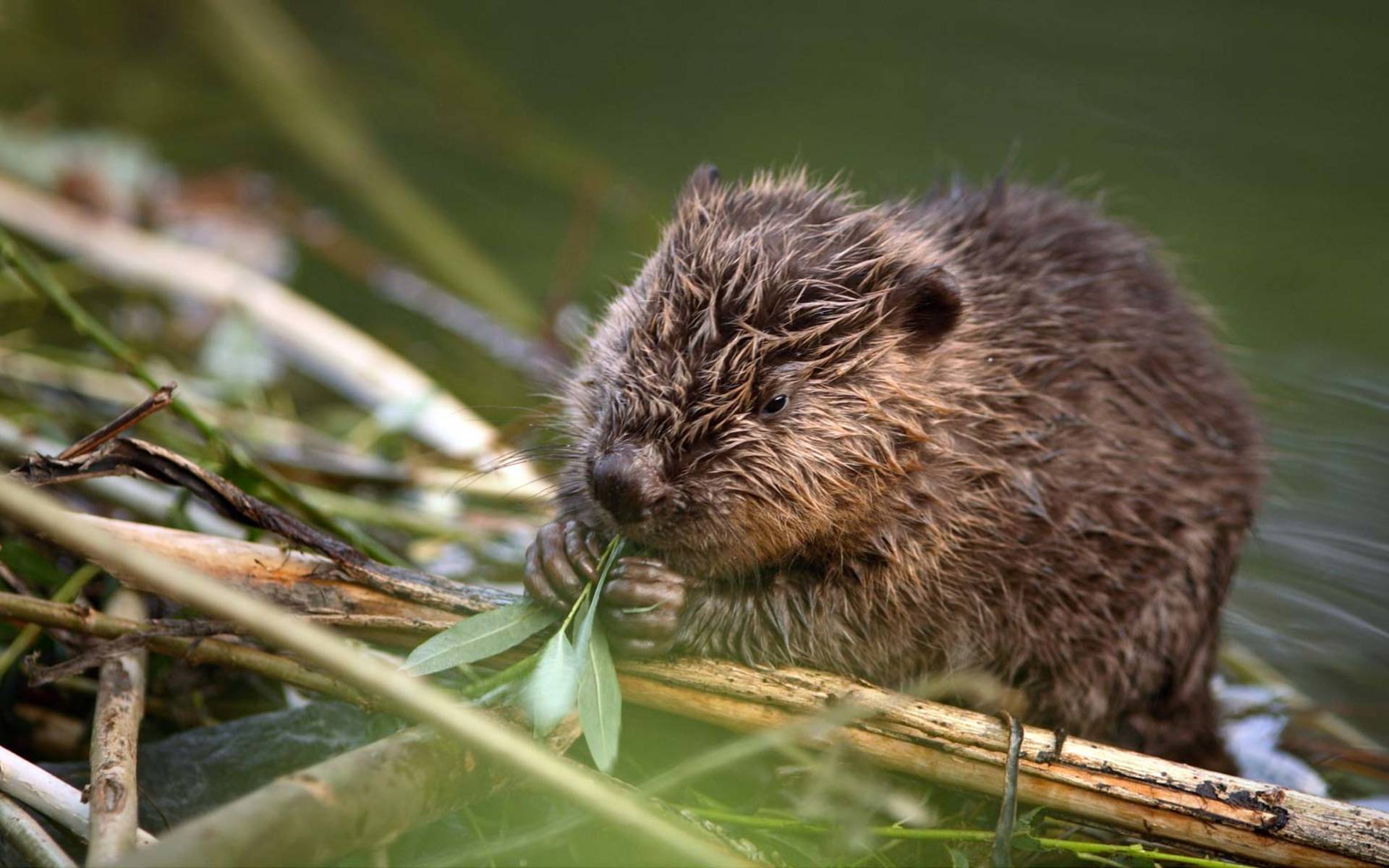 Jungbiber beim Fressen © Maurice Robaday Mair