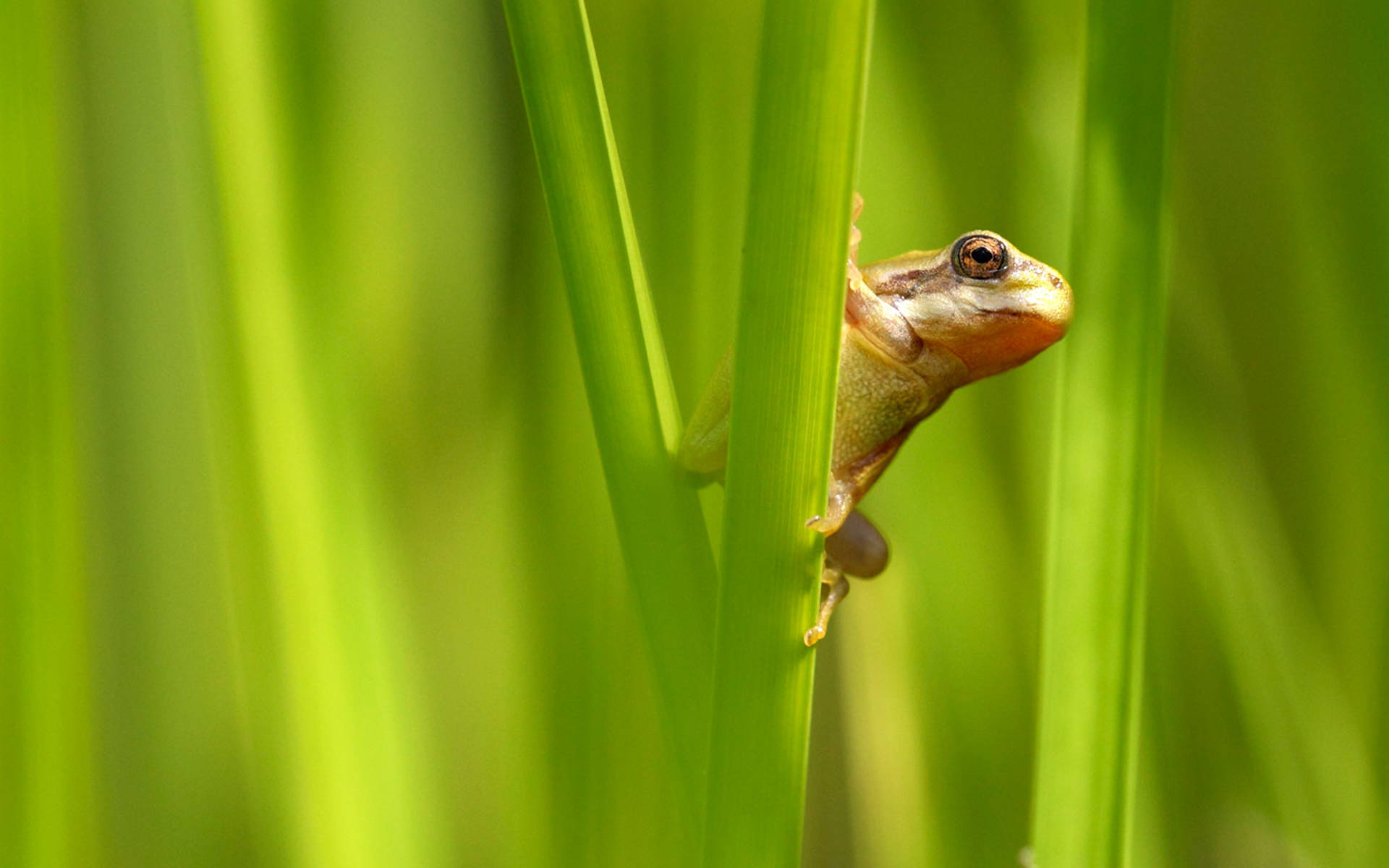 Rana arborea in erba © Jan Ryser