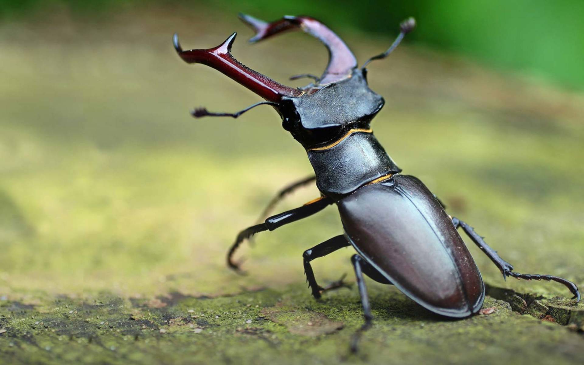 Wallpaper La Vie Souterraine Du Cerf Volant Pro Natura For iPhone Free