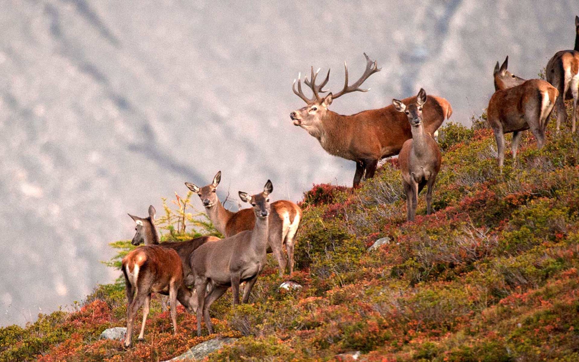 Un râle profond retentit dans la forêt lorsque ces animaux craintifs rivalisent lors du brame © Eric Dragesco