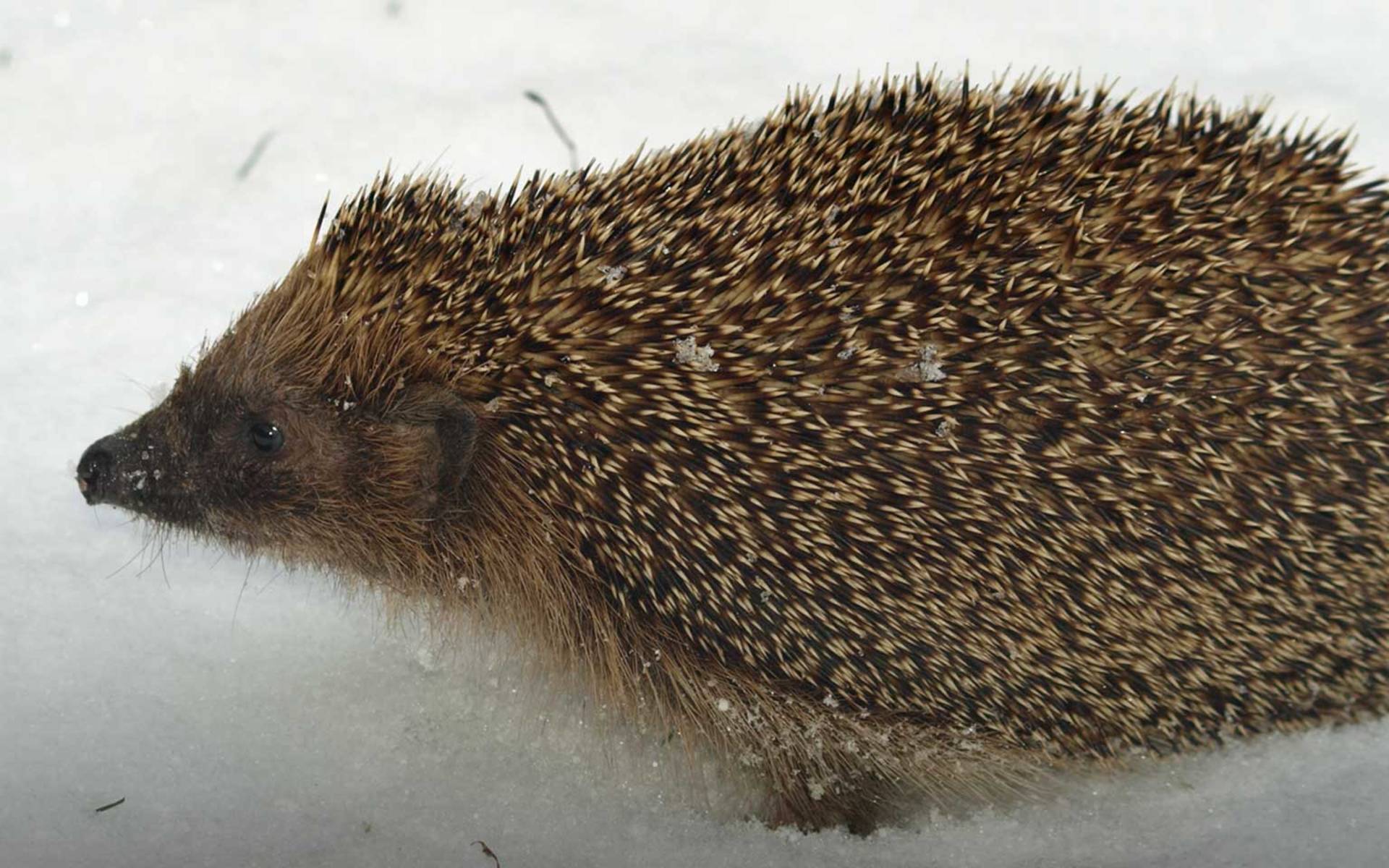 Winterliche Begegnung Mit Einem Igel Pro Natura