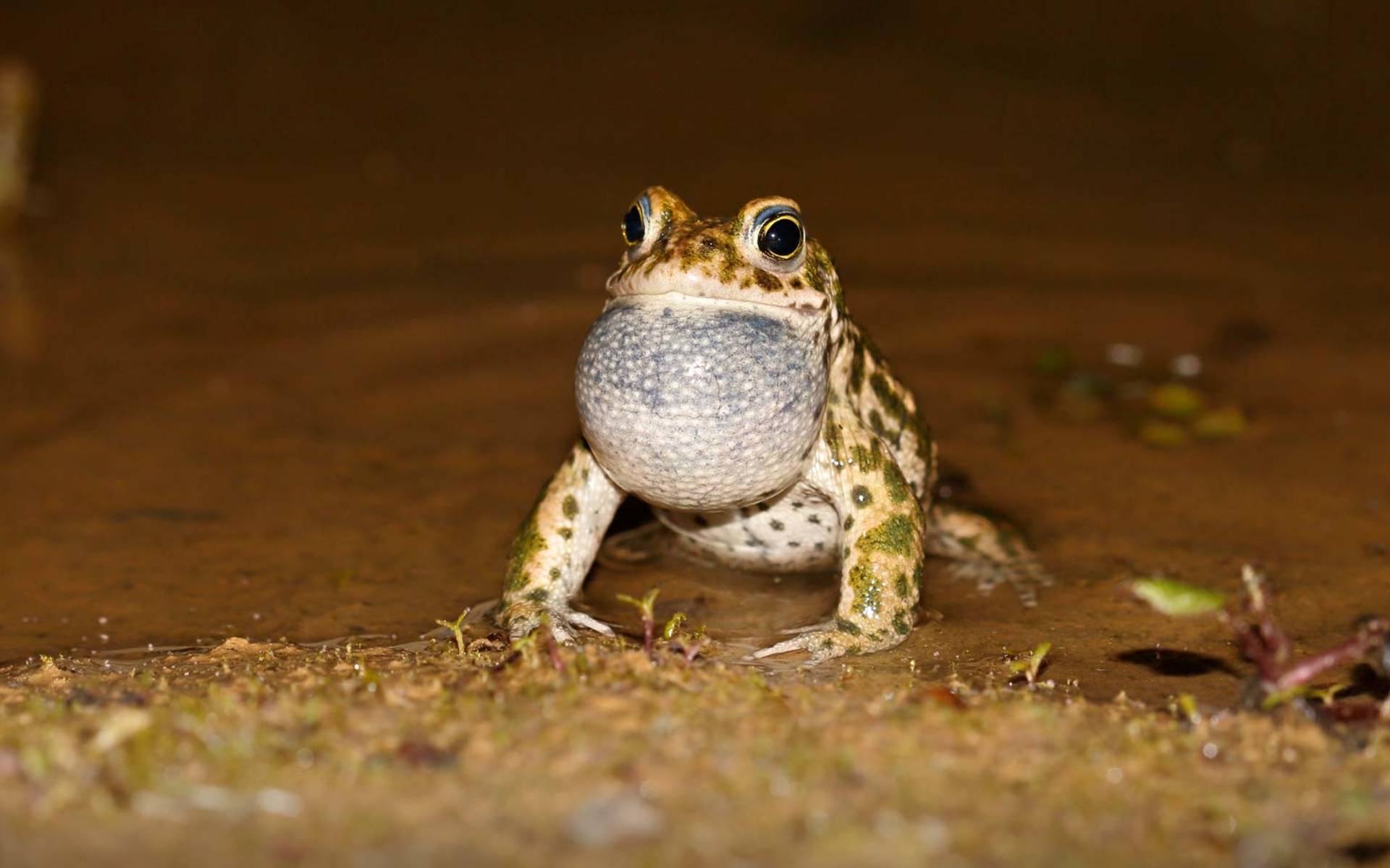Crapaud calamite © Jan Ryser