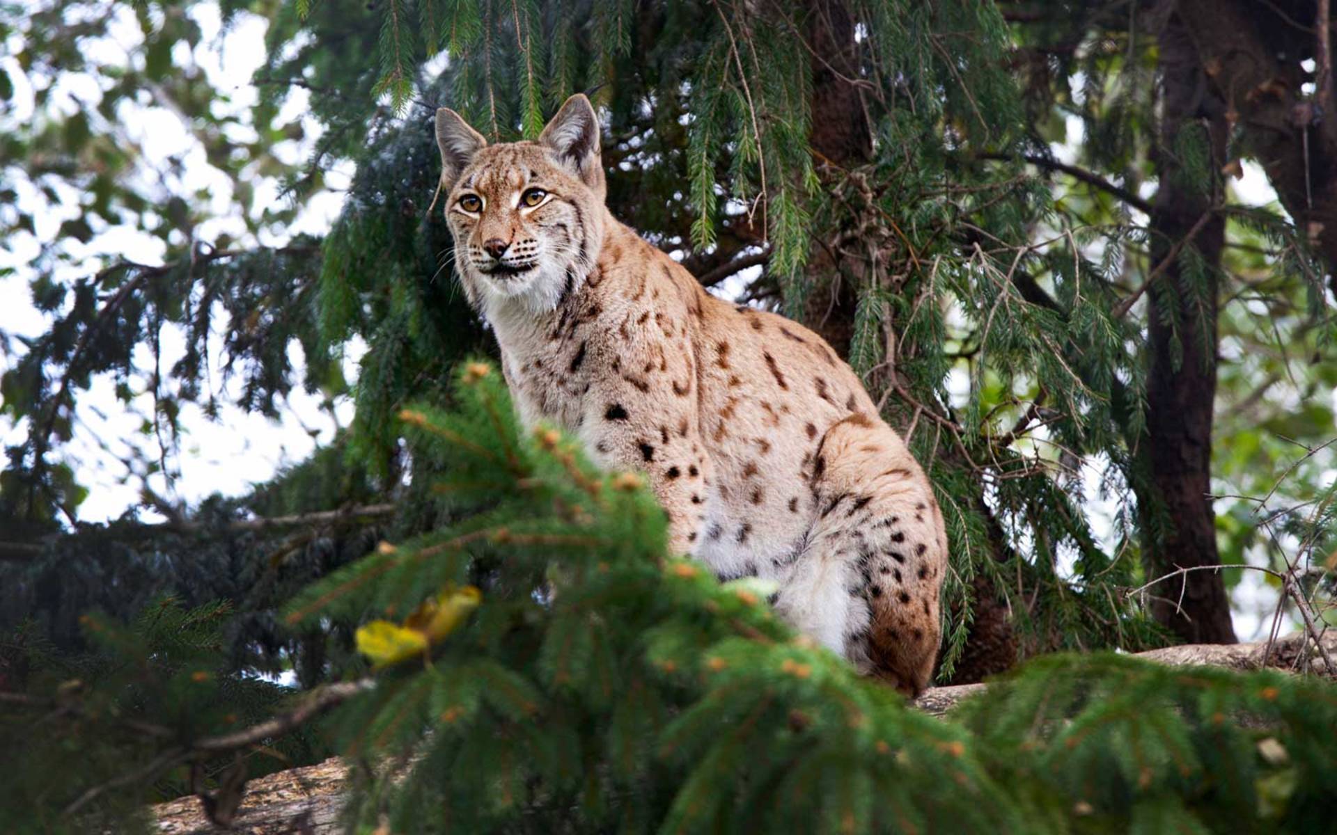 Lynx en forêt © Christoph Oeschger