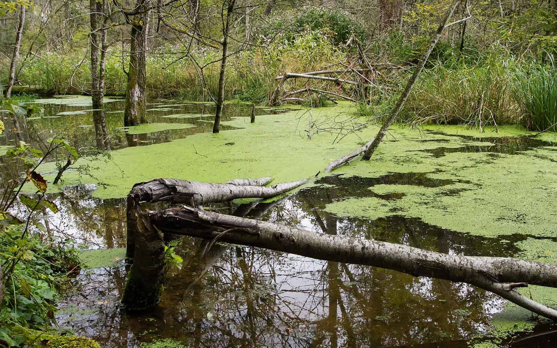 Ein umgestürzter Baum liegt im rund rund 5 ha grossen Bibersee Marthalen im Kanton Zürich 