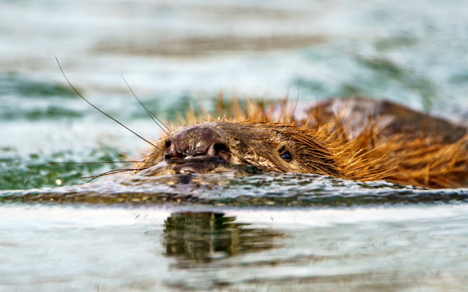 Schwimmender Biber im Wasser