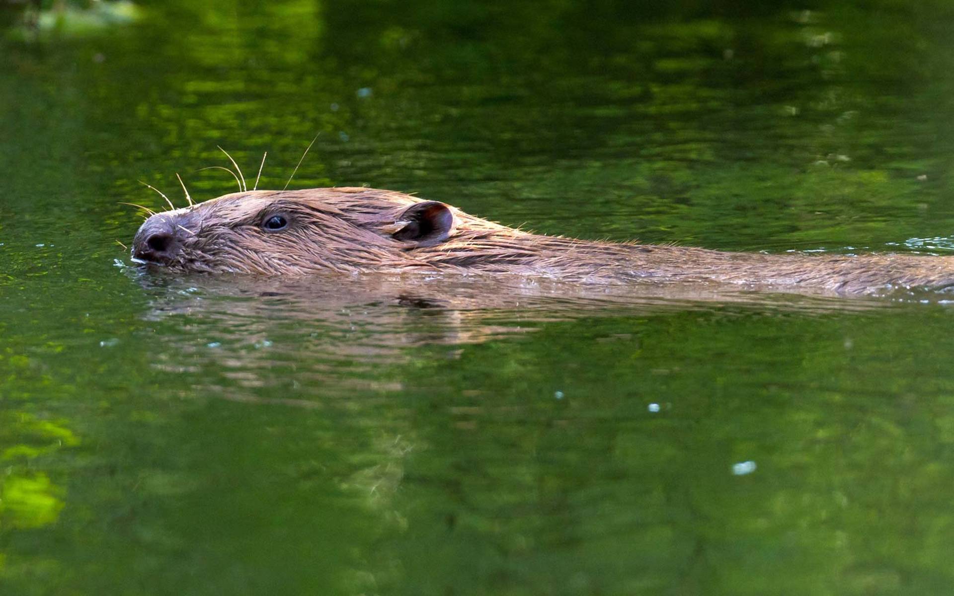 Biber im See
