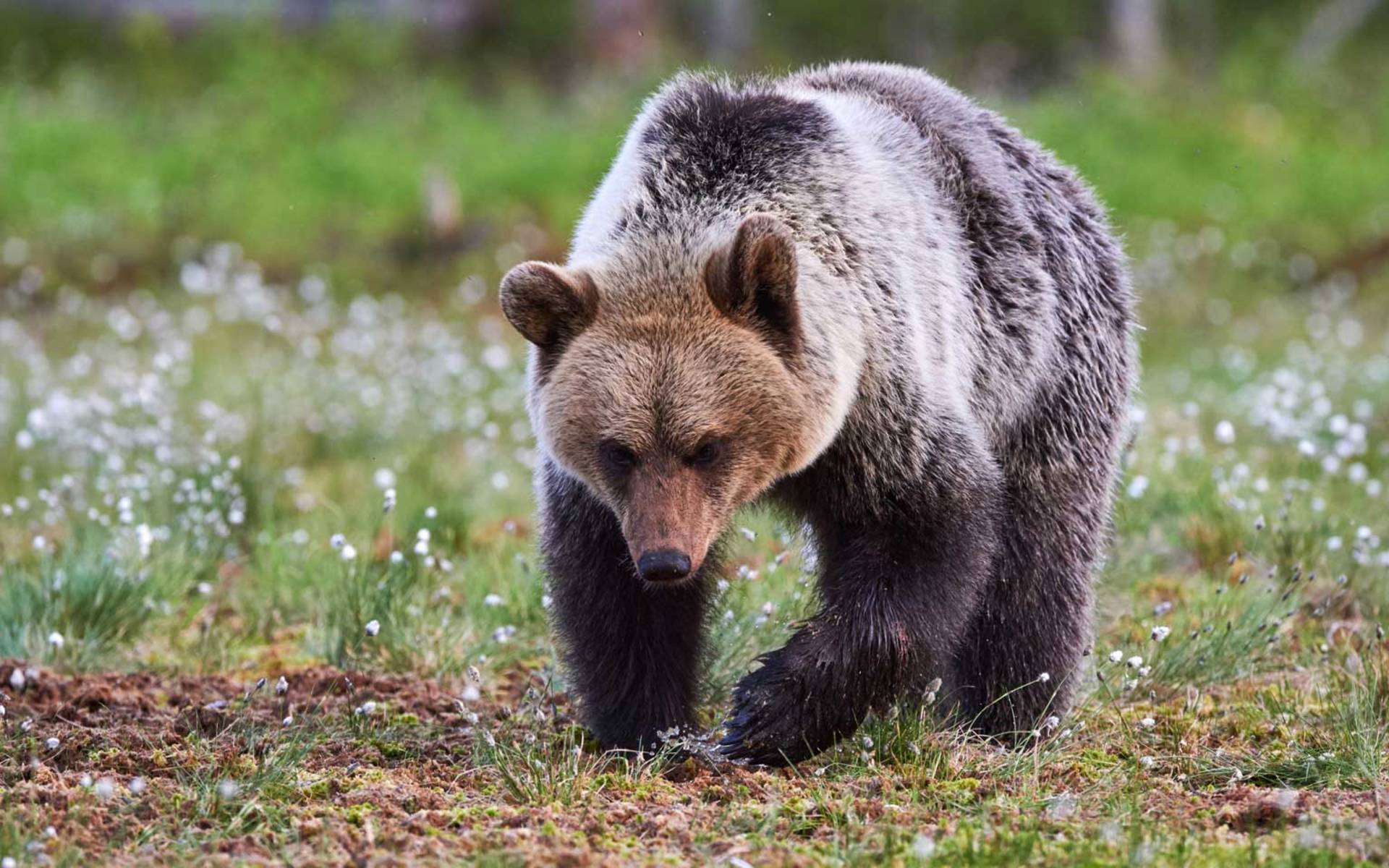 Ours brun près d’un marais © Lucaar / Stock Adobe
