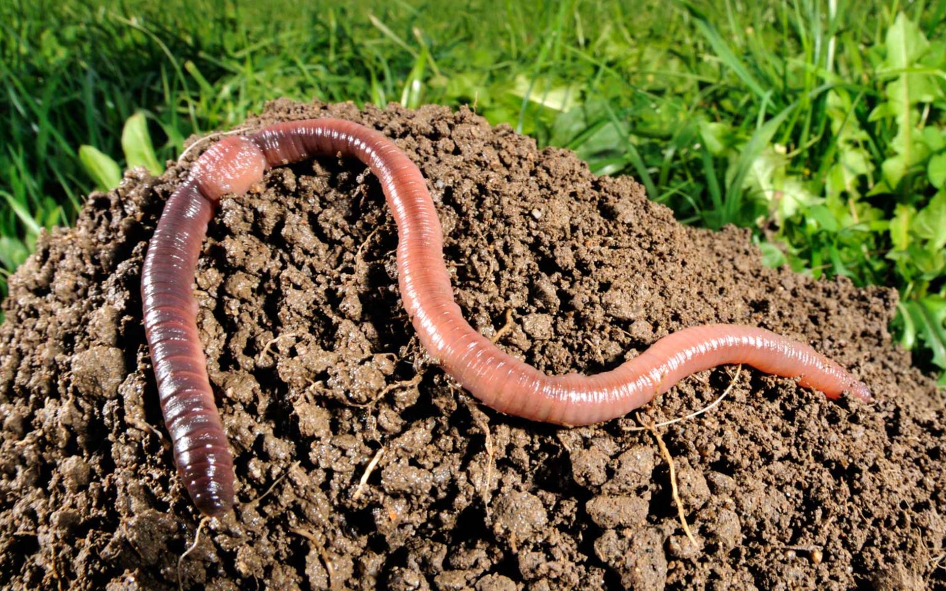 La parte anteriore, fortemente pigmentata, del Lumbricus terrestris © Heidi & Hans-Jürgen Koch / Pro Natura