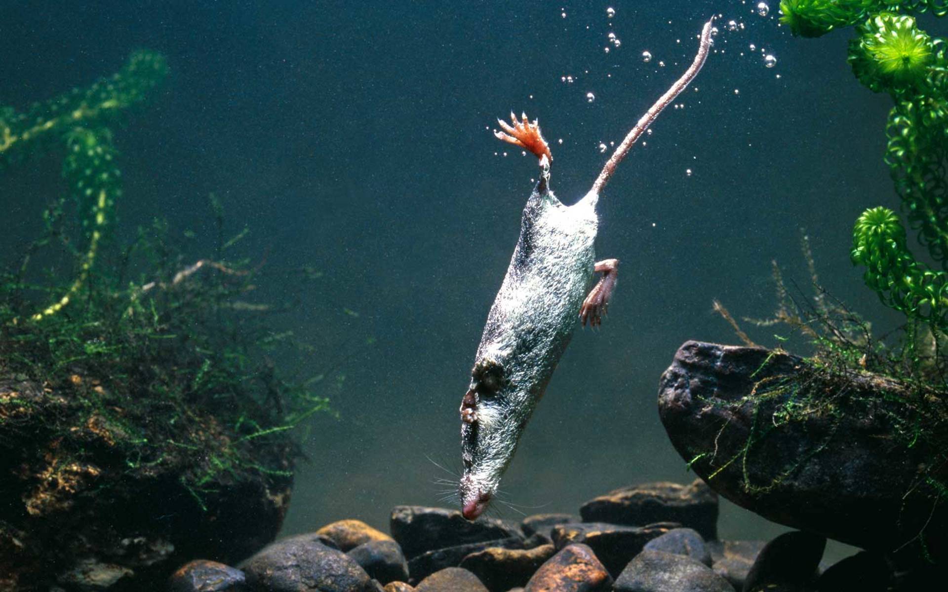 Animal De L Annee 16 La Musaraigne Aquatique Pro Natura Animal De L Annee 16 La Musaraigne Aquatique Pro Natura