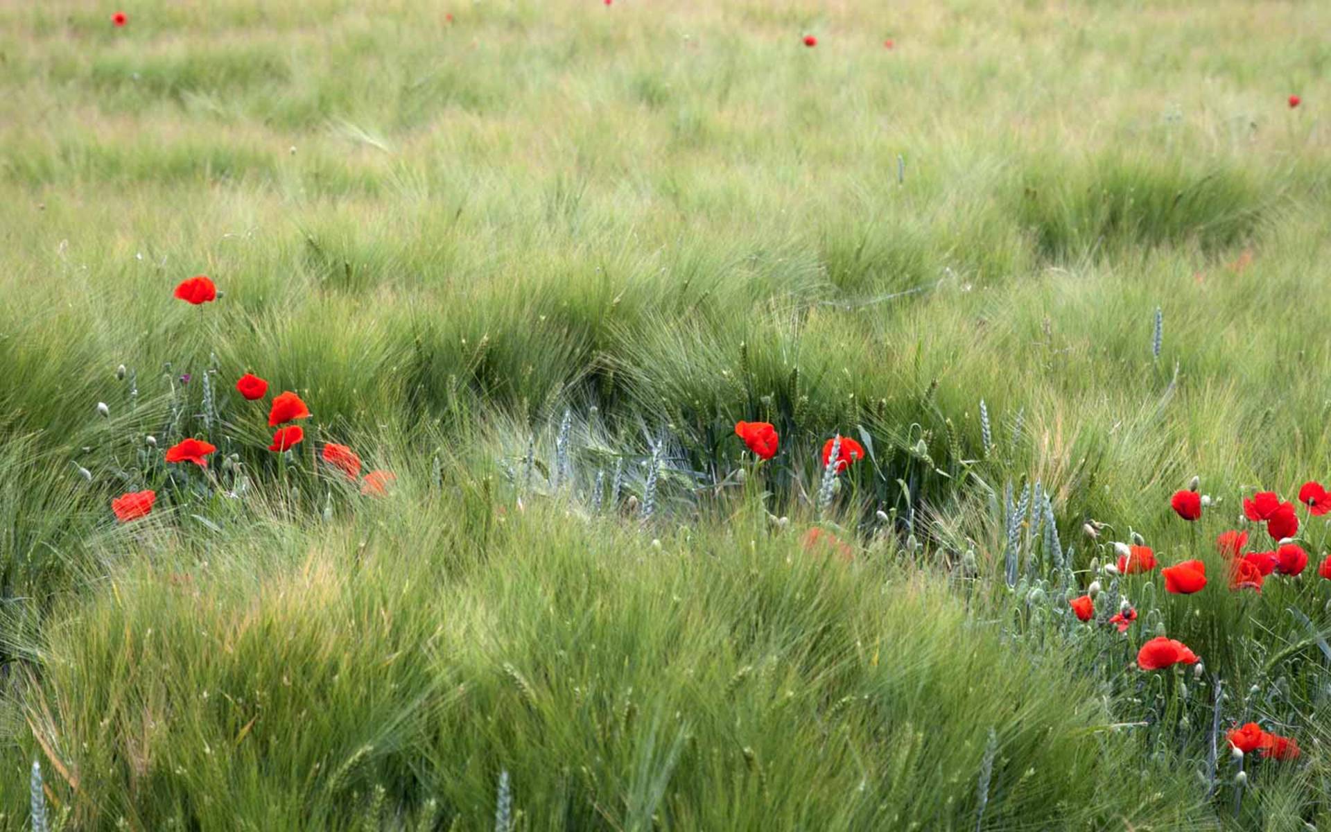 Ackerbegleitflora in Getreidefeld