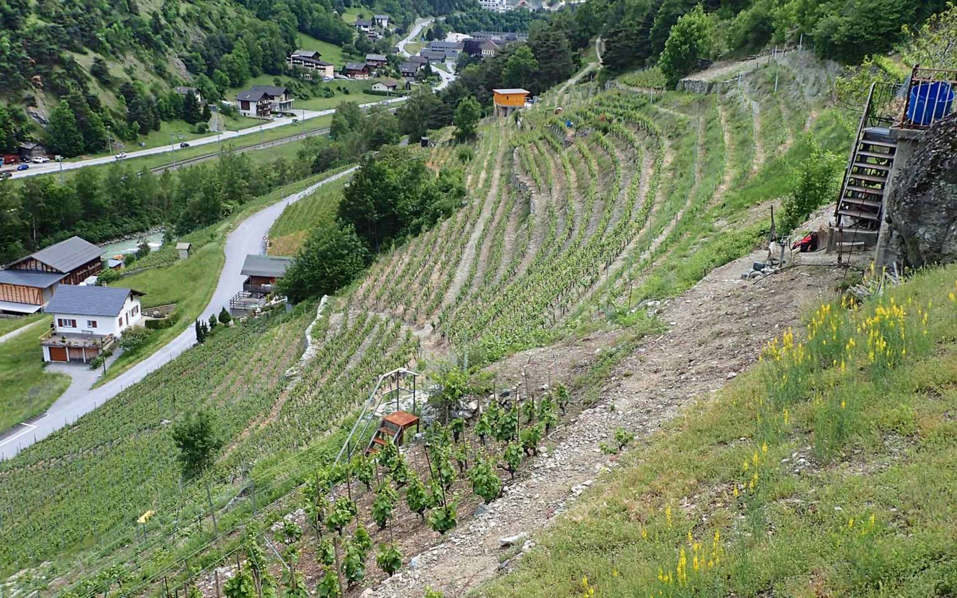 Le jaune éclatant des linaires d'Italie en pleine floraison dans des vignes valaisannes