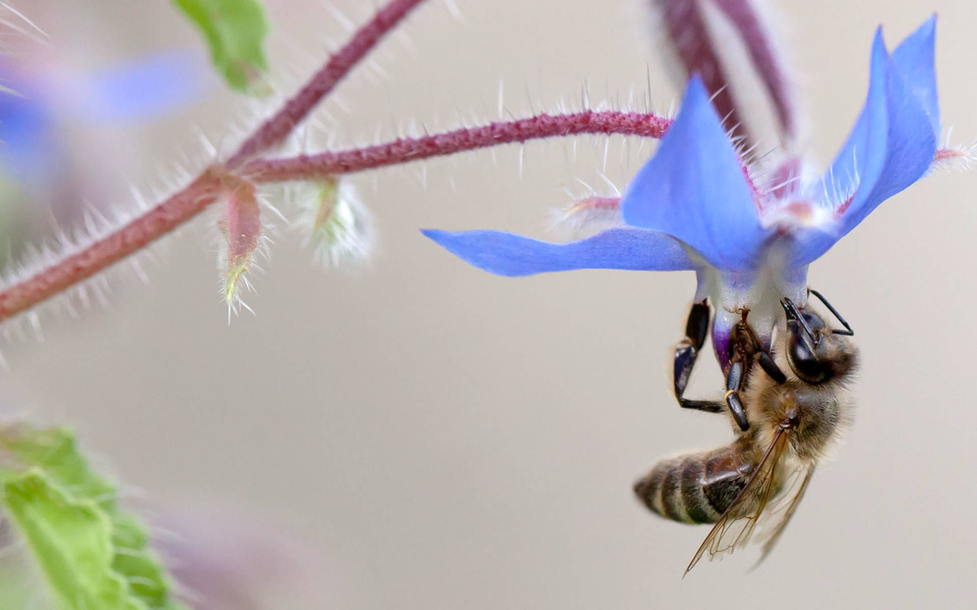 Biene an Borretsch © Matthias Sorg