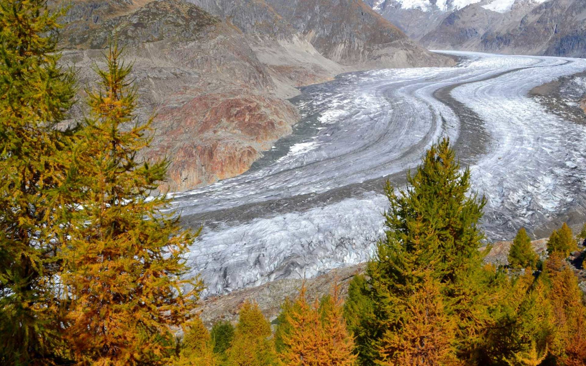 Aletschwald und Aletschgletscher © Sigolène Roch