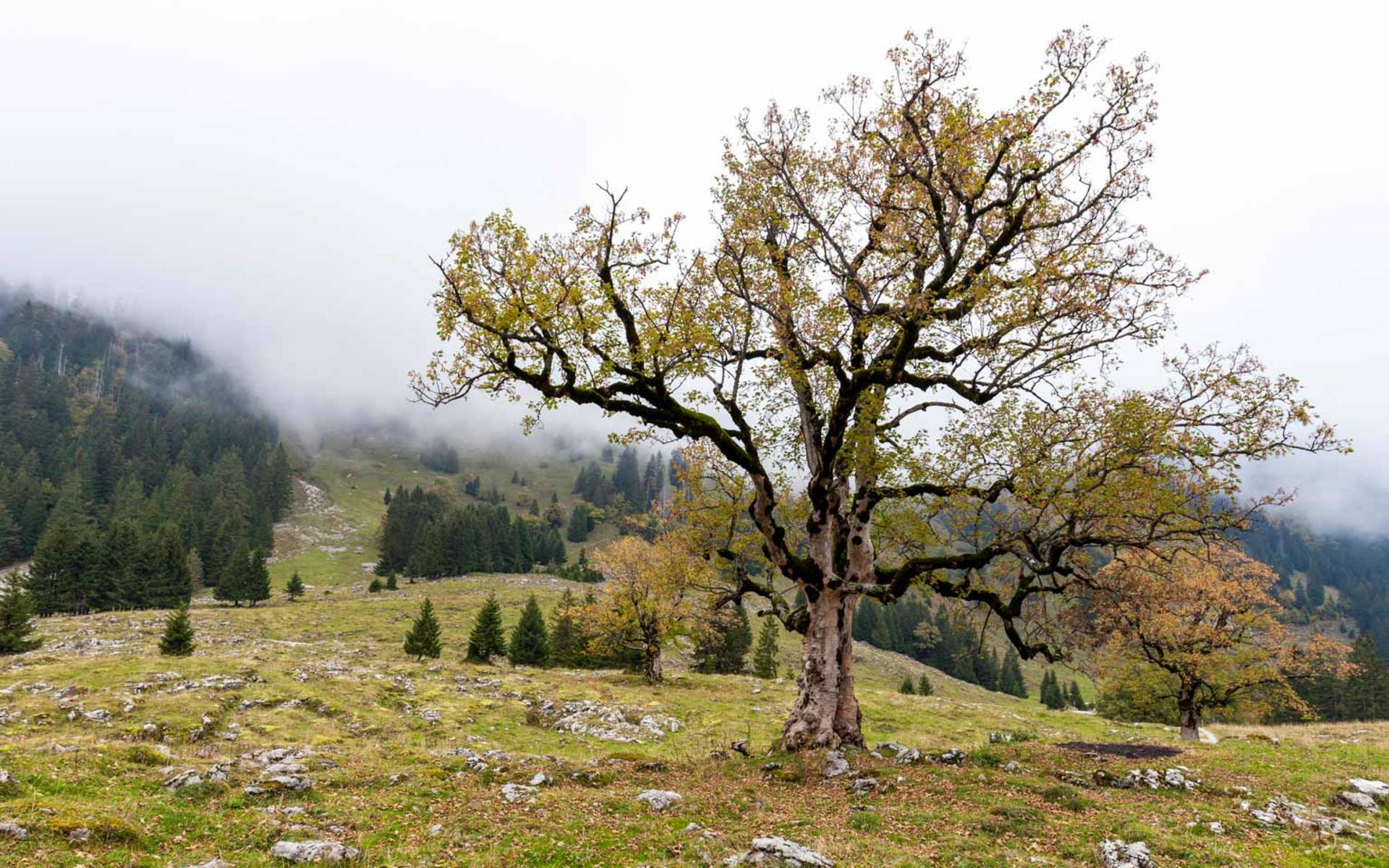 Centro Pro Natura di Champ-Pittet