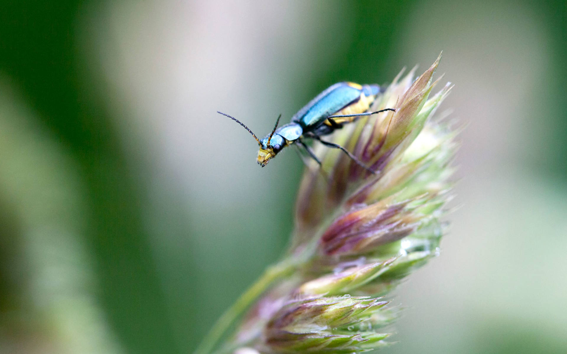 Coléoptères colorés © Matthias Sorg