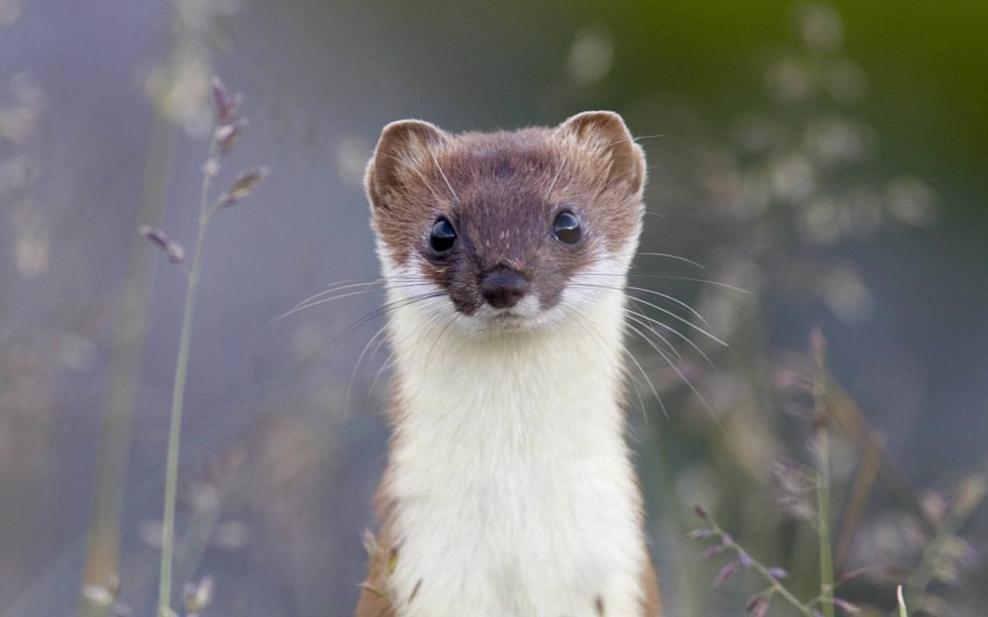 Tier Des Jahres 2018 Das Hermelin Pro Natura Tier Des Jahres 2018 Das Hermelin Pro Natura