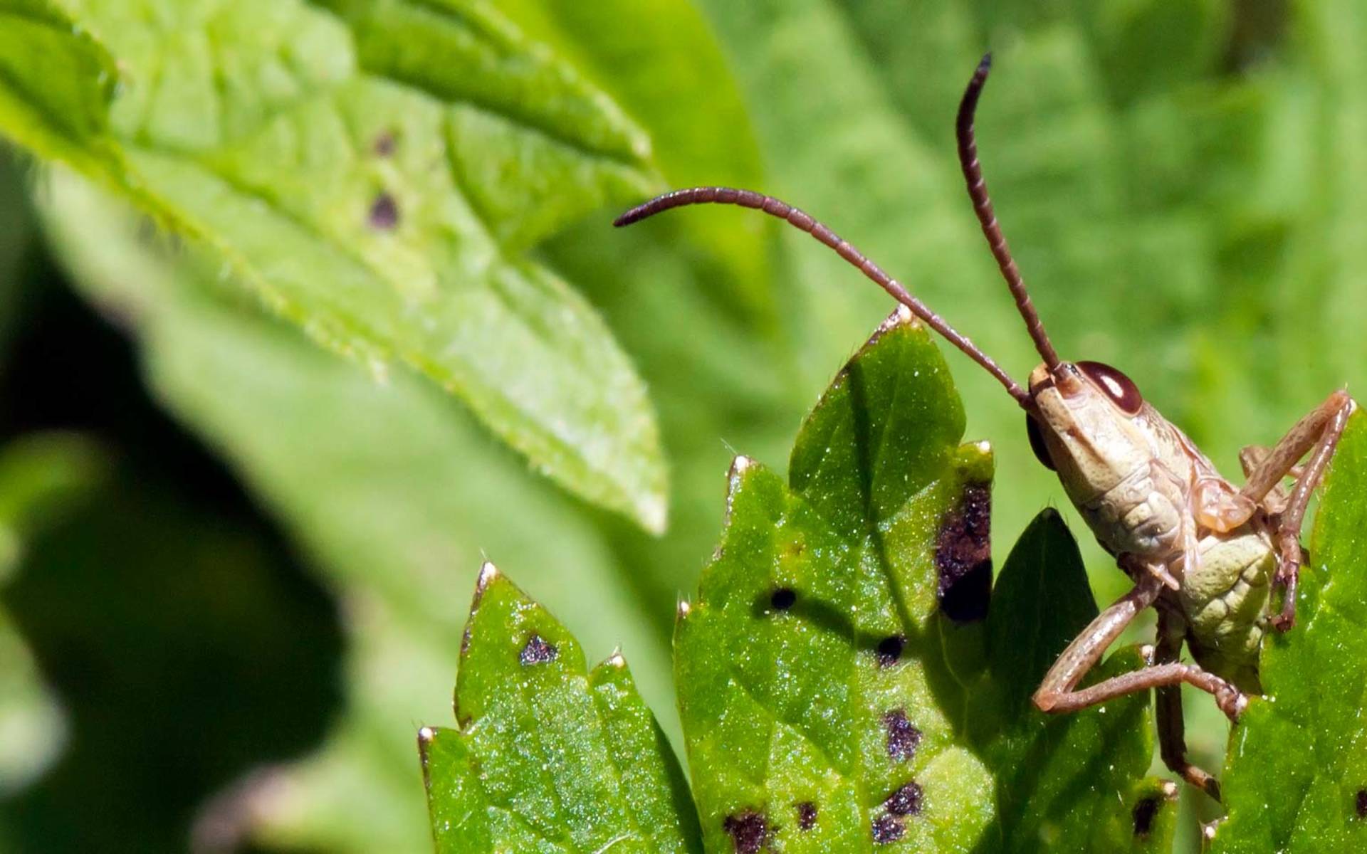 Neugierige Heuschrecke © Matthias Sorg