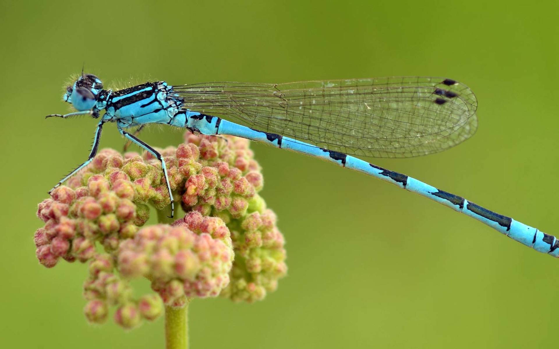 Agrion de Mercure © Gilles San Martin