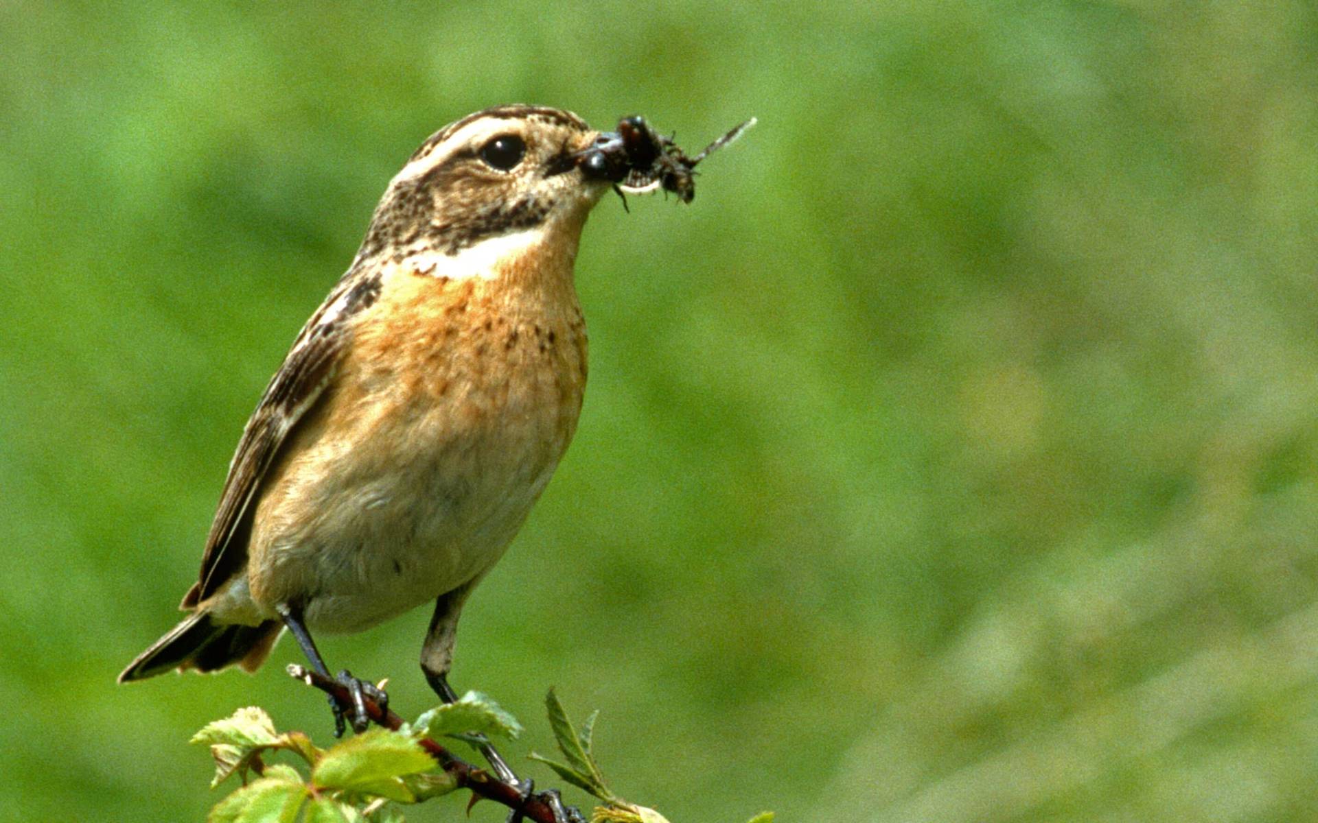 Braunkehlchen © Pro Natura