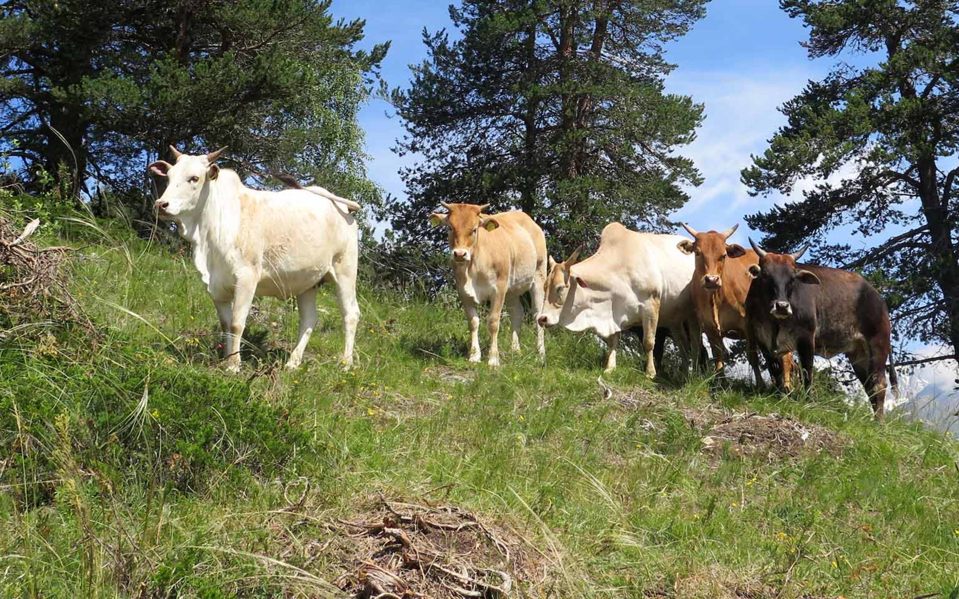 Zwergzebus auf der Weid © Pro Natura, Corinne Vonlanthen